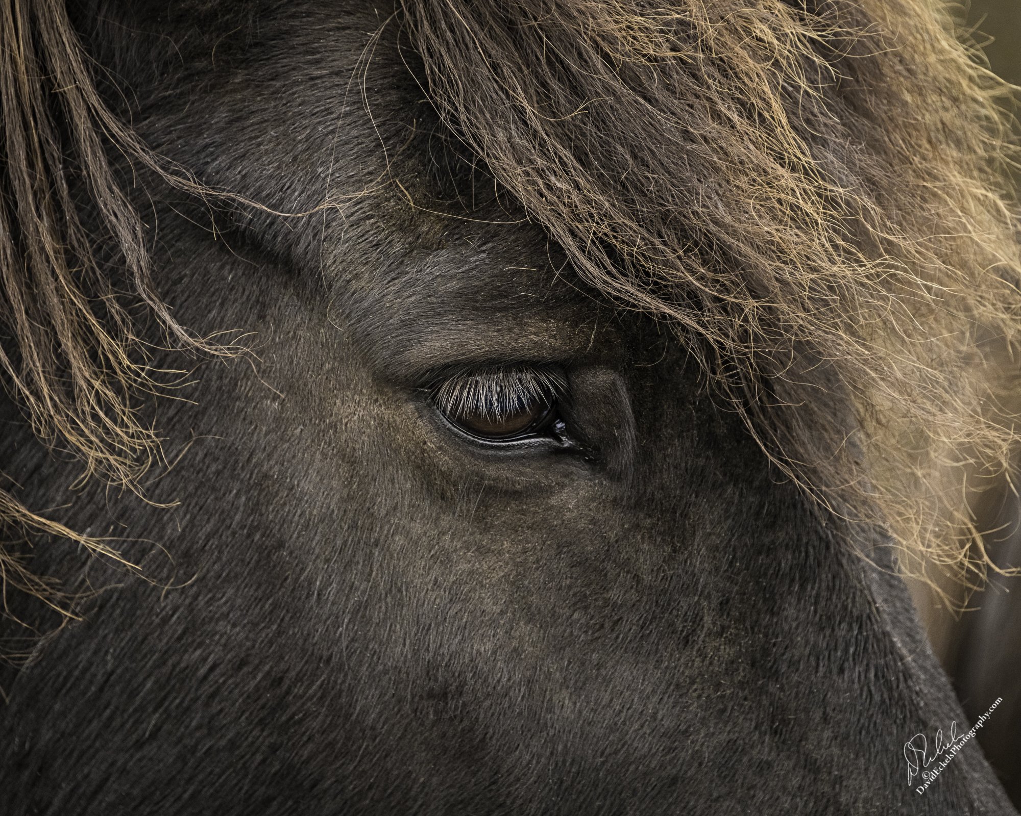 Iceland Horse 2.jpg