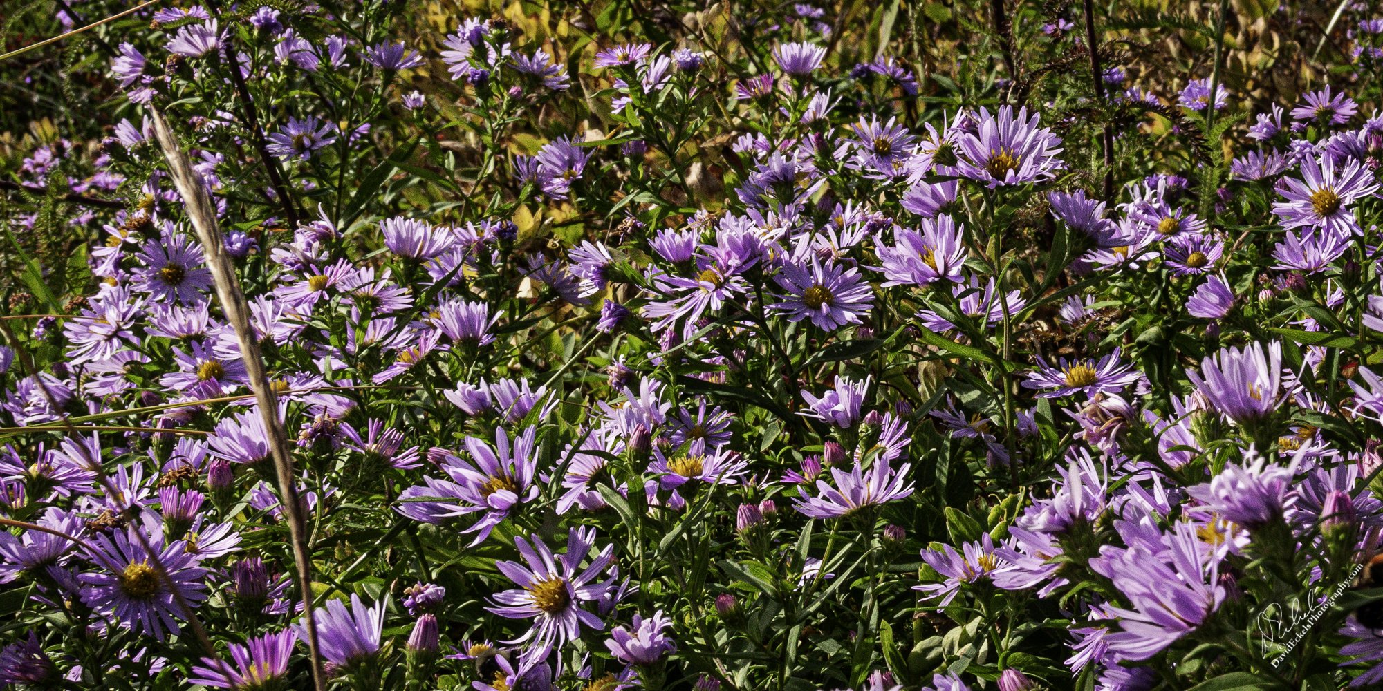 Beach Flowers.jpg