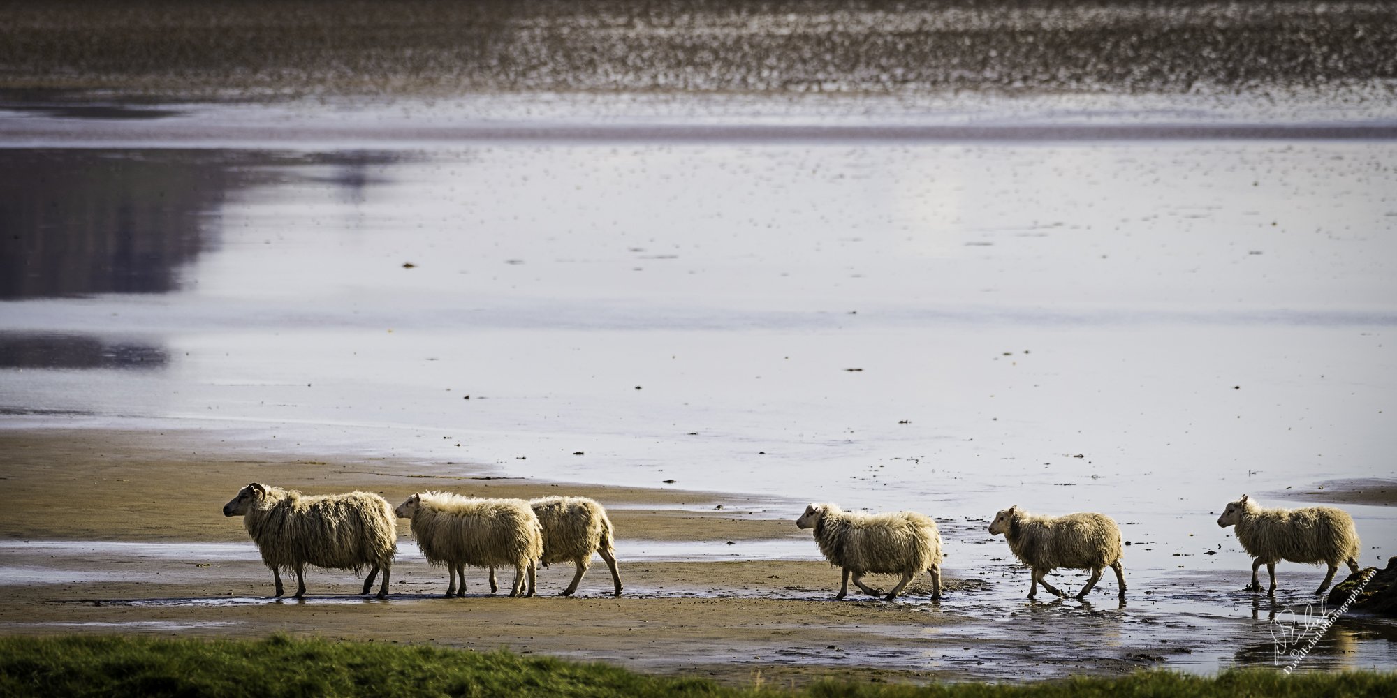 Six Ratty Sheep Avoiding Photographers.jpg