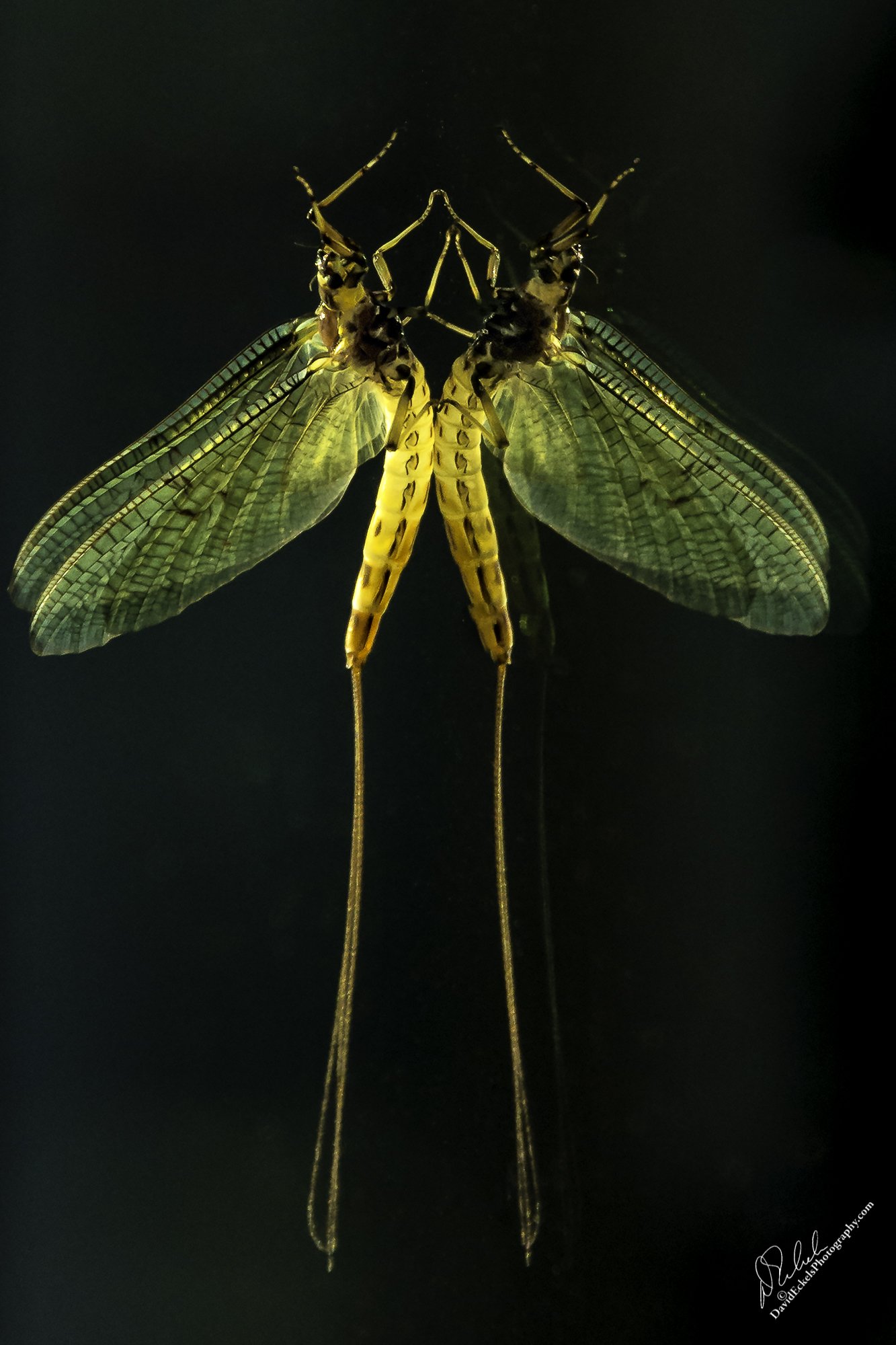 Main Mayfly.jpg