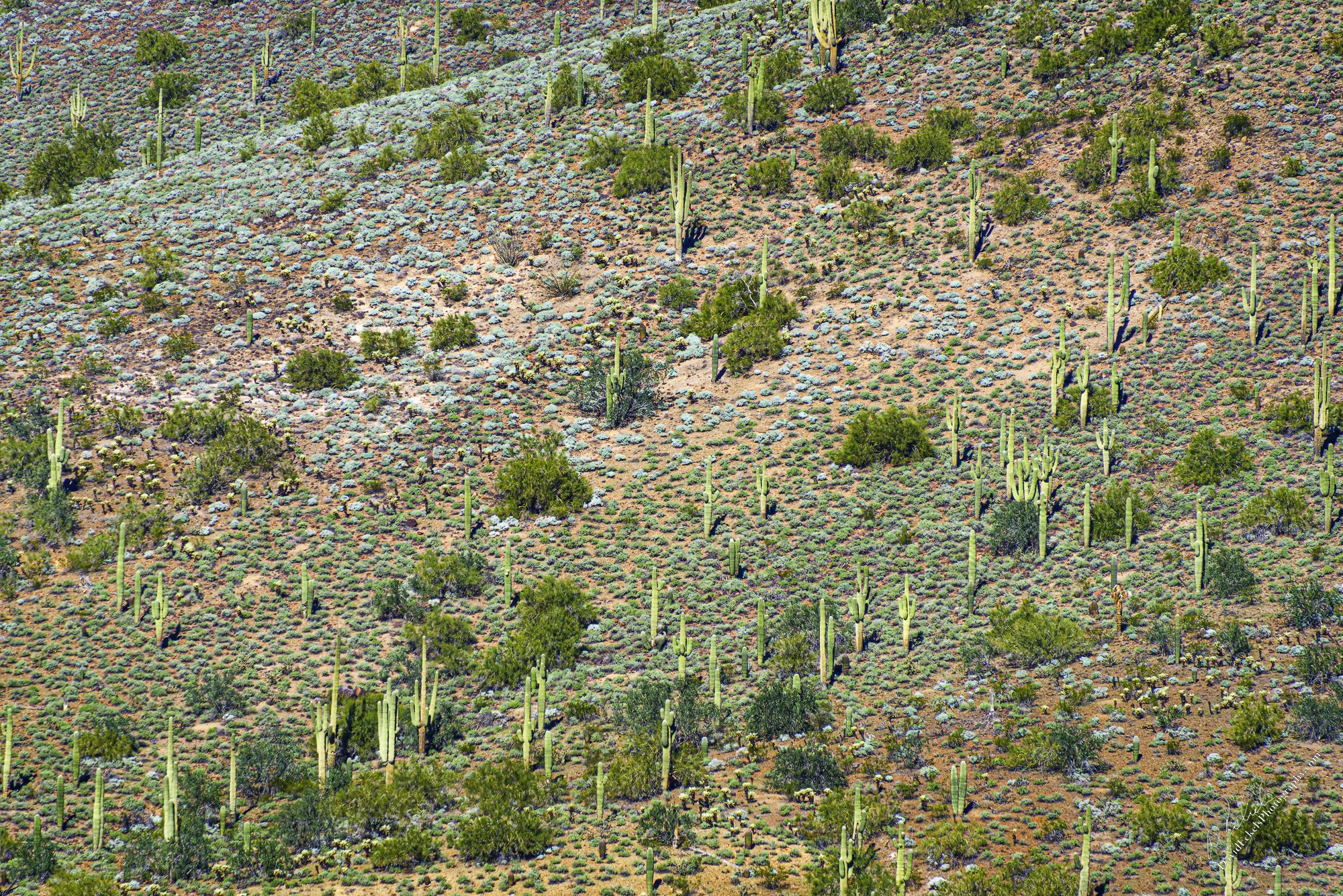 Bleak Desert.jpg