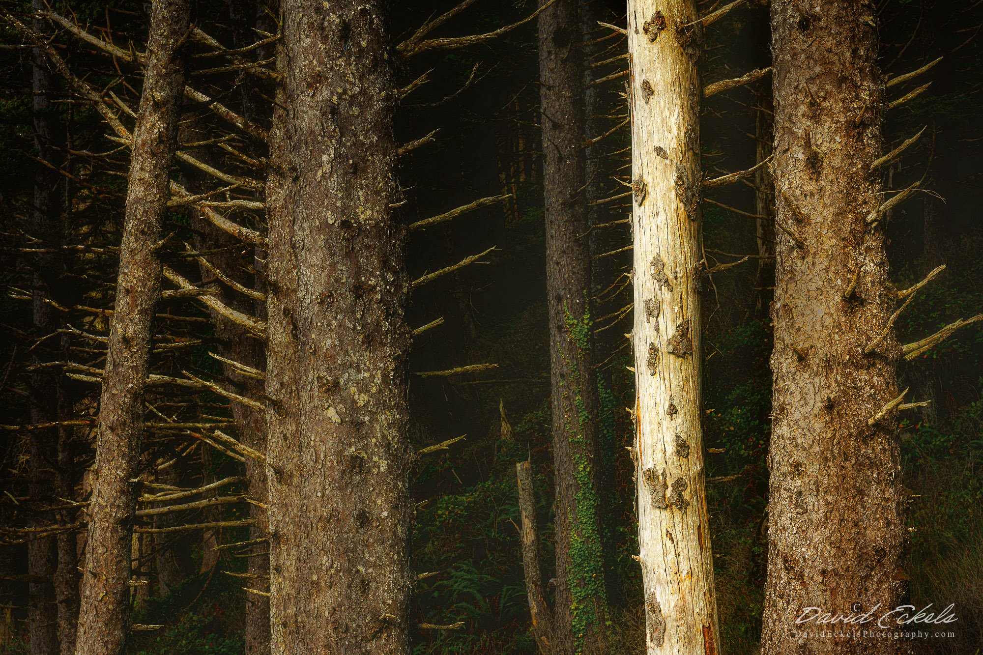 Beach Trees