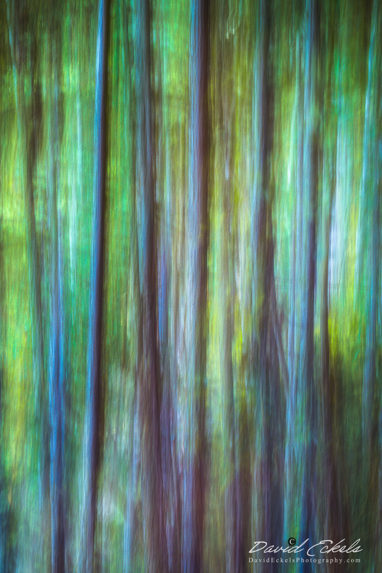 Forest Abstract