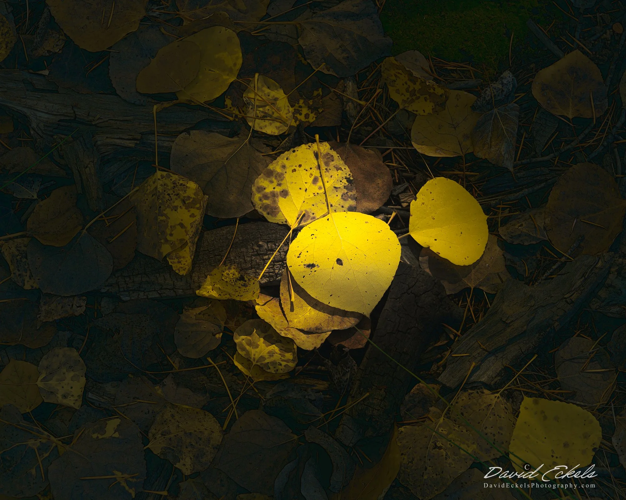 Where They've Fallen