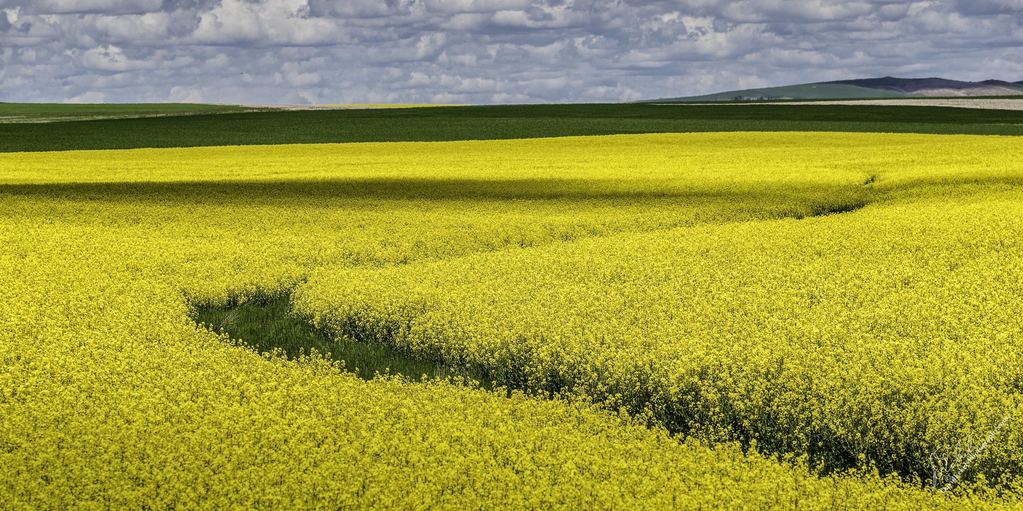 Canola Trail 3.jpg