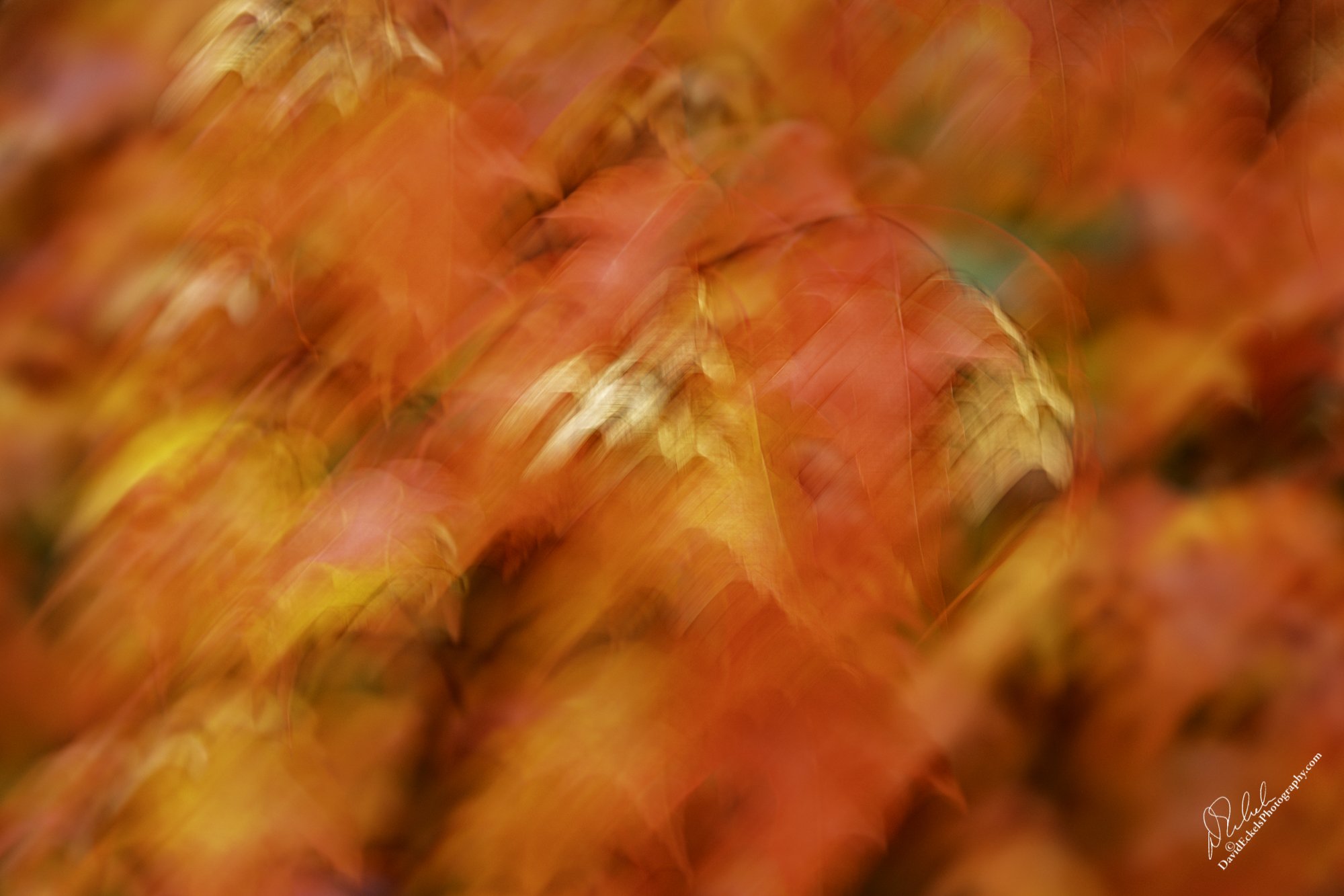 Autumn Dream.jpg