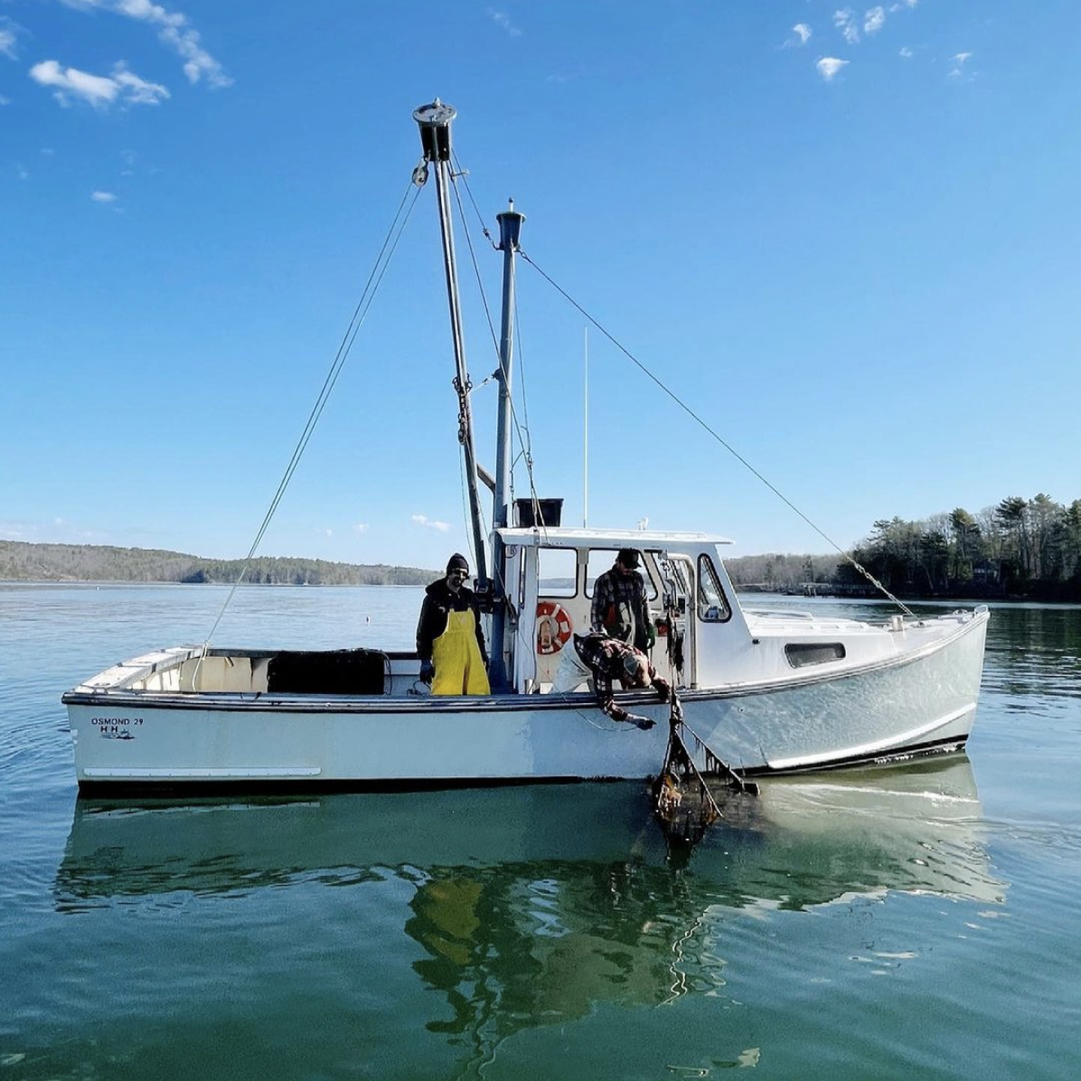 Heron Island Oysters — Damariscotta River Oysters
