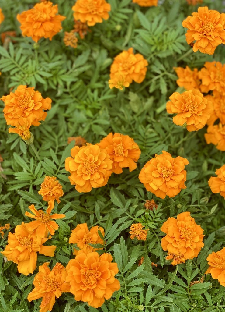 Marigolds