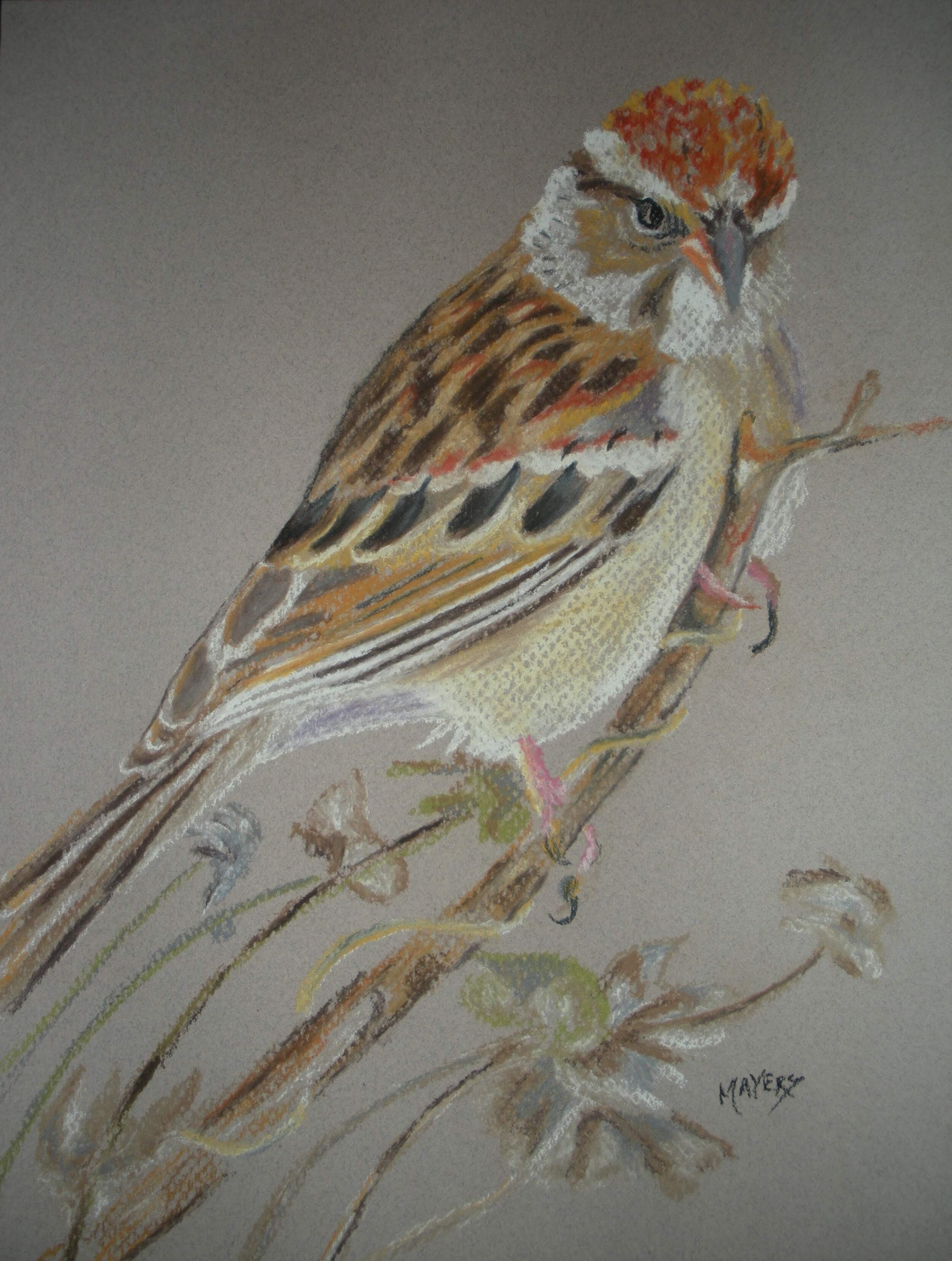 Chipping Sparrow 
Chalk Pastel
GIFT