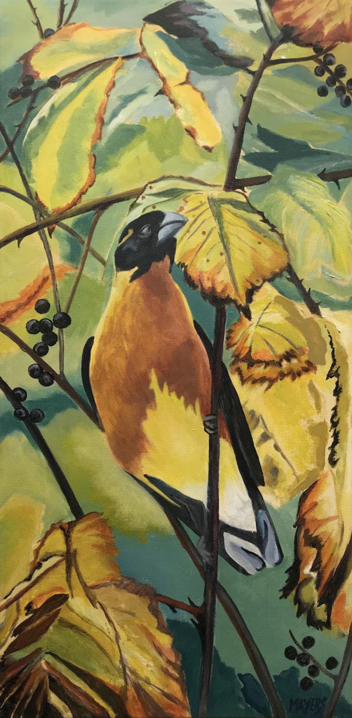 Black Capped Grosbeak 
Acrylic on Canvas 12" x 24" 
$200 CAD 