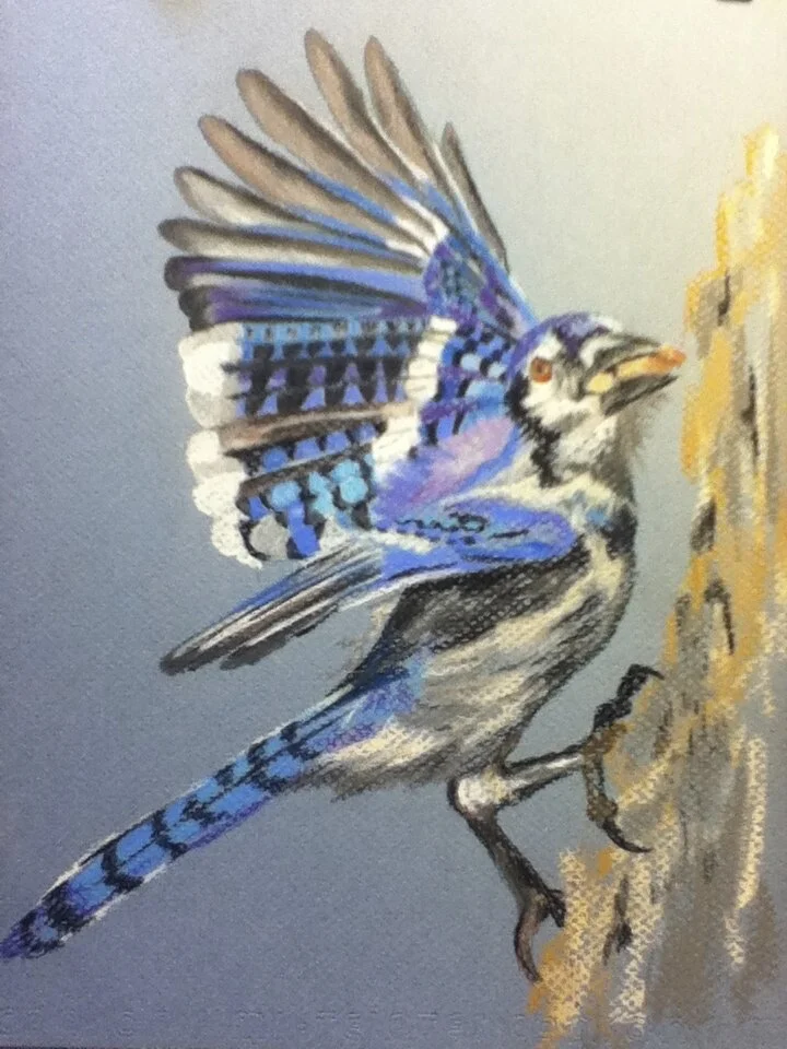 Blue Jay 
9" X 12" Chalk Pastel 
$80.00 CAD 