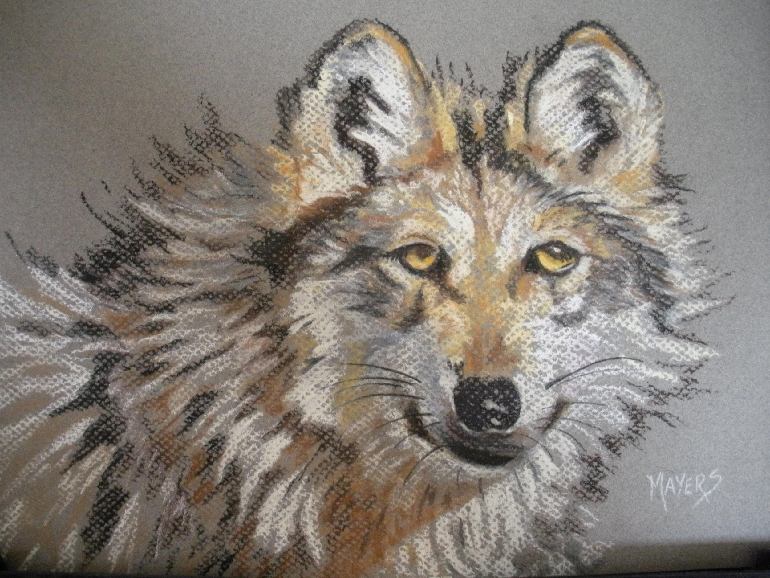 Gray Wolf in Yellowstone
9" X 12" Chalk Pastel CAD$80