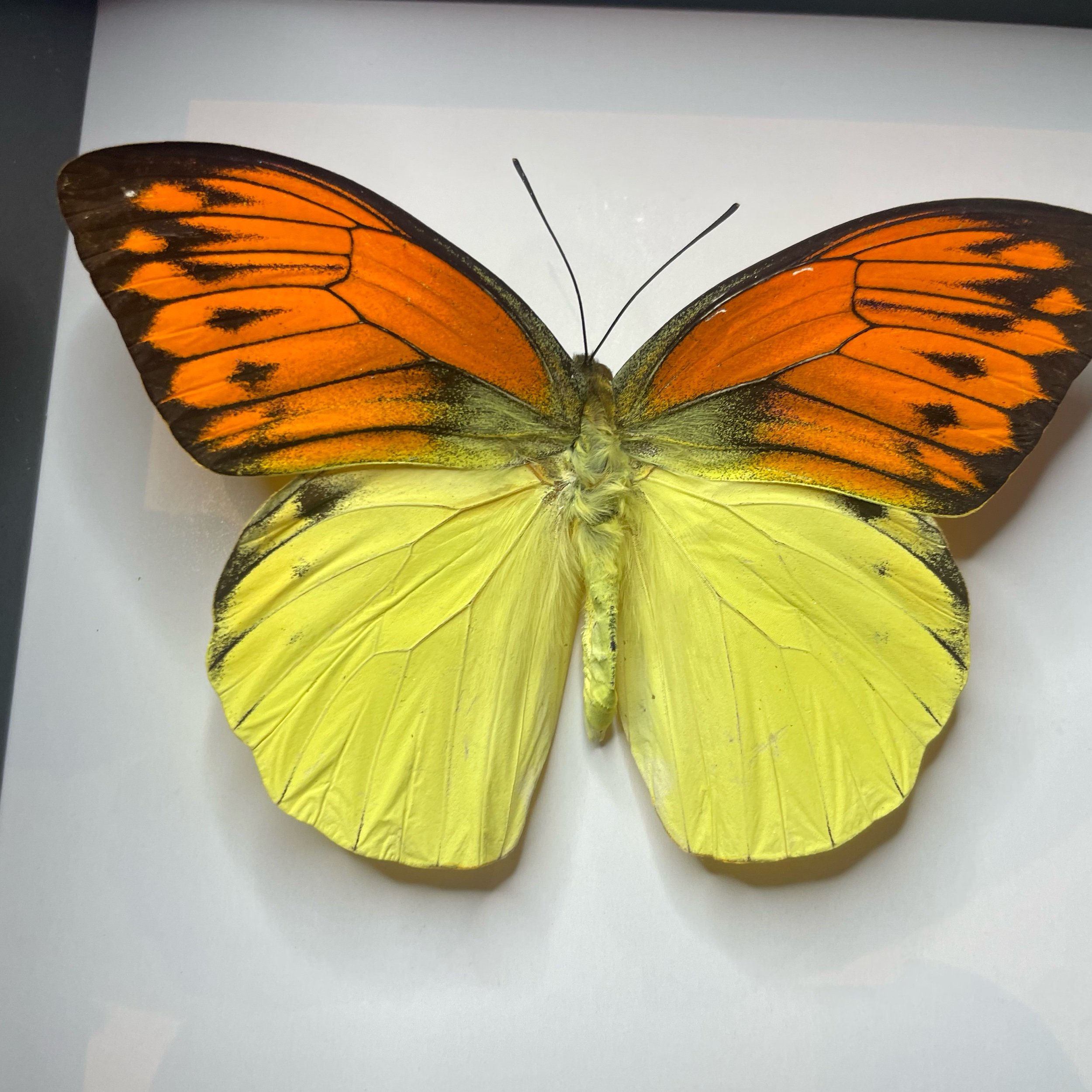 00BCA37D-CEFF-407E-8FA6-68C86D83AF32.jpeg