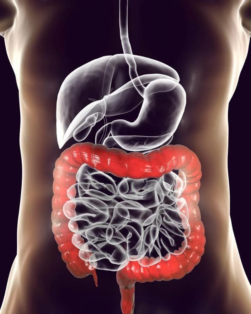 3 Ways to look after your Gut for Optimal Gut Health