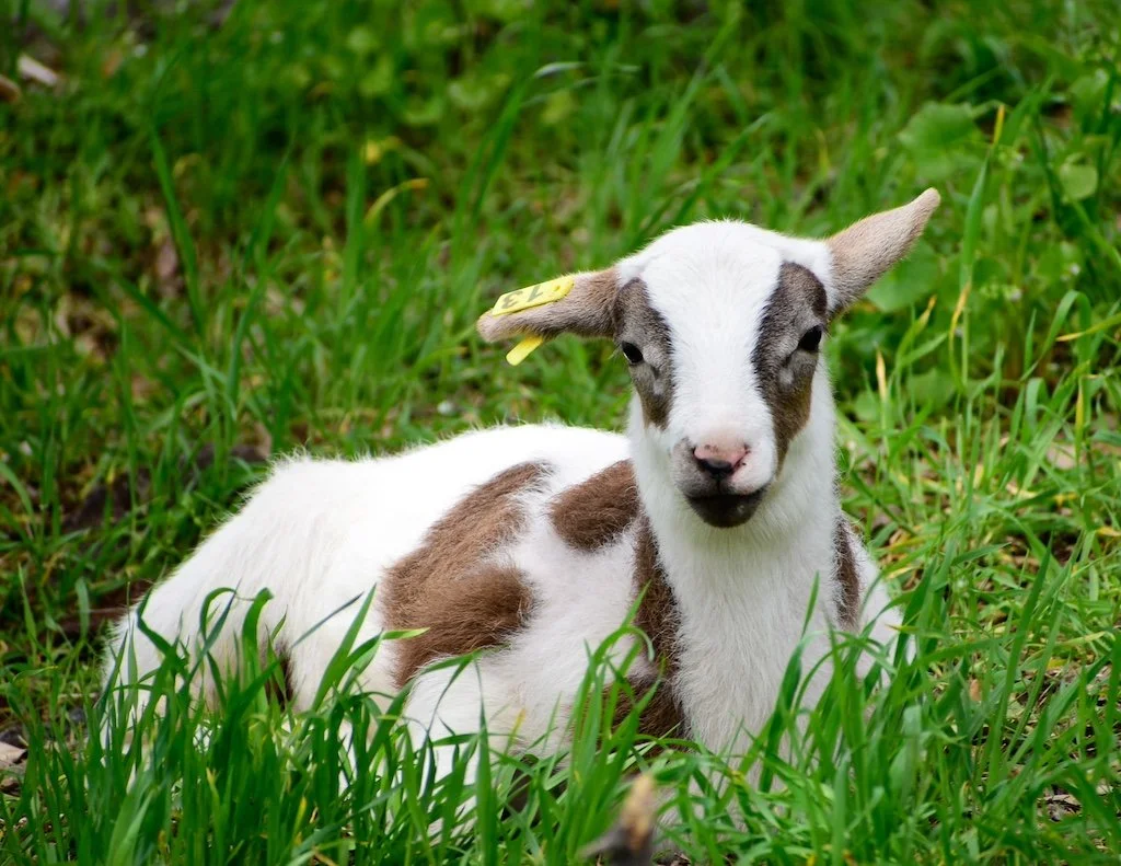 A lamb rests in the grass in Rough & Ready, CA
