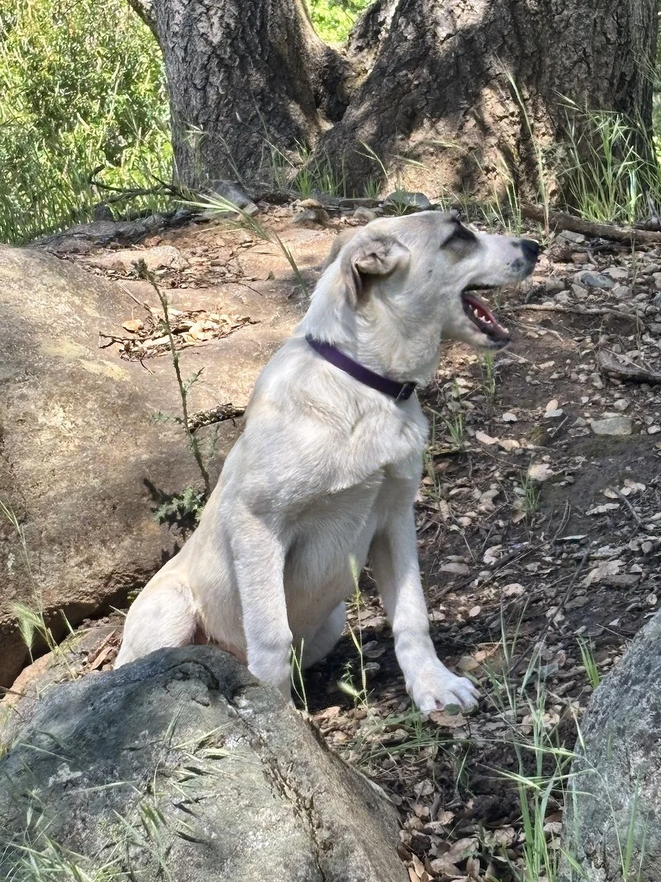 Badger is an Anatolian Shepherd mix LGD.