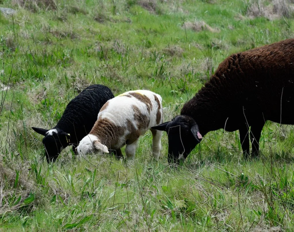 Two lambs graze grasses with their mother in Nevada County, CA