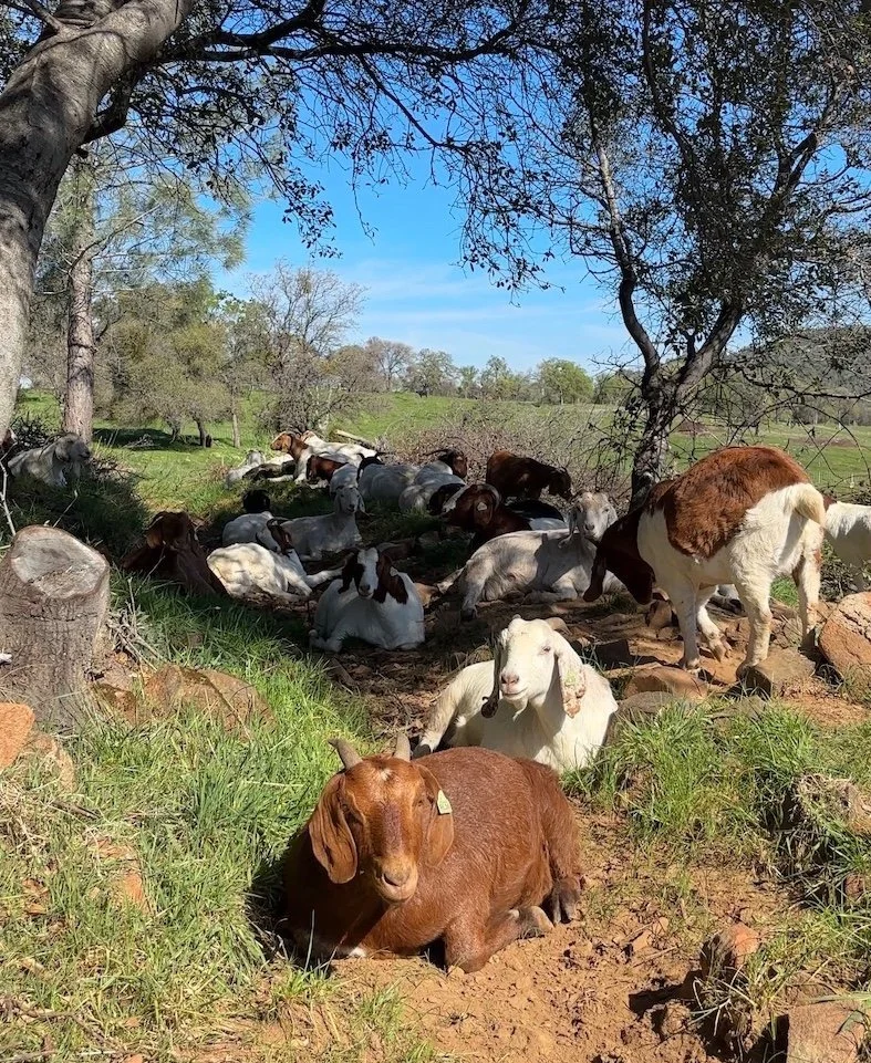 A herd of goats lounges along an NID ditch in the winter.