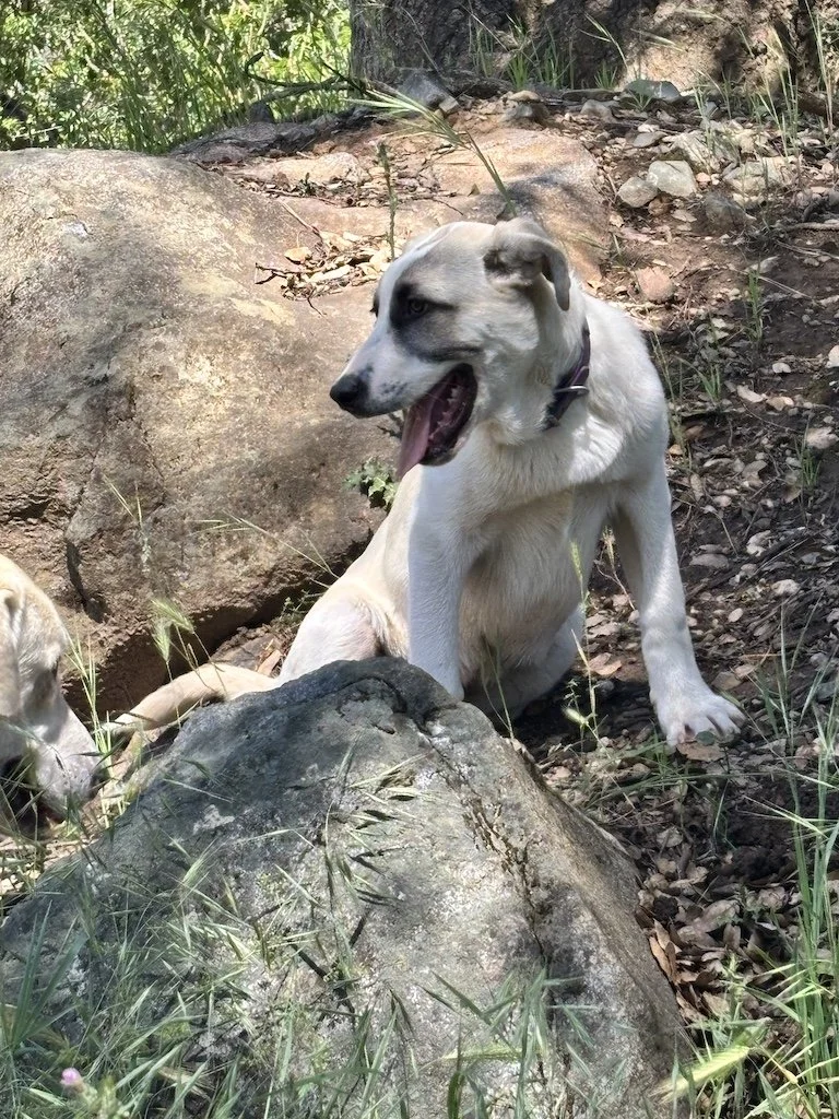 Anatolian mix livestock guardian dog.