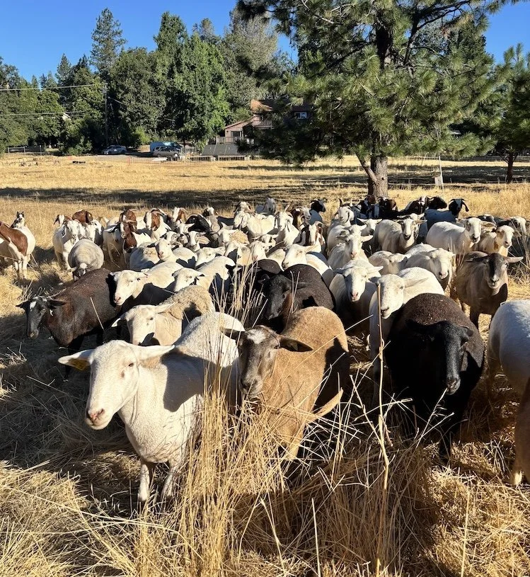 A "flerd" of goats and sheep keeps vegetation in check at a targeted grazing contract in Grass Valley, CA.