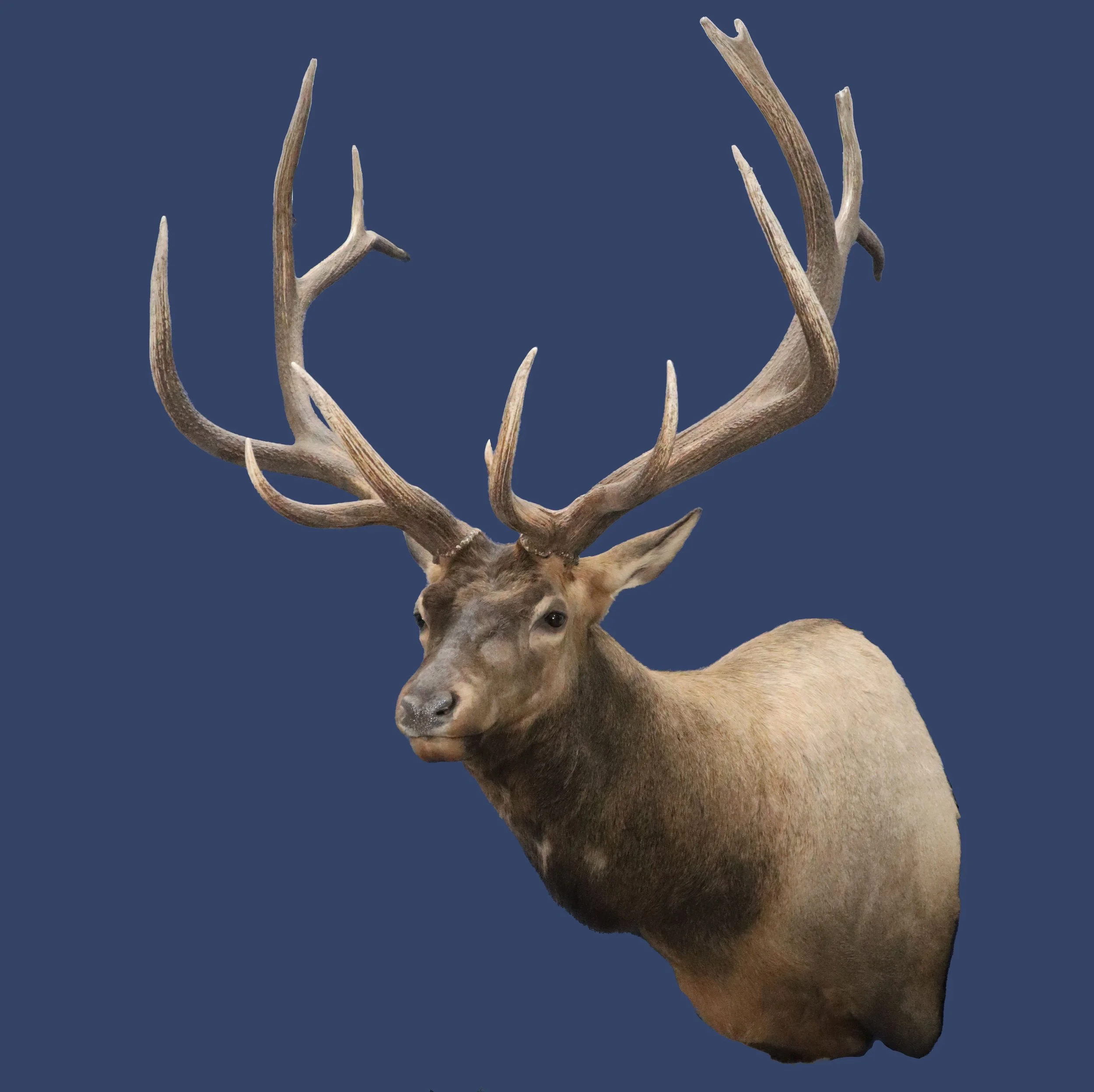 A mounted deer head with large antlers on a dark blue background.