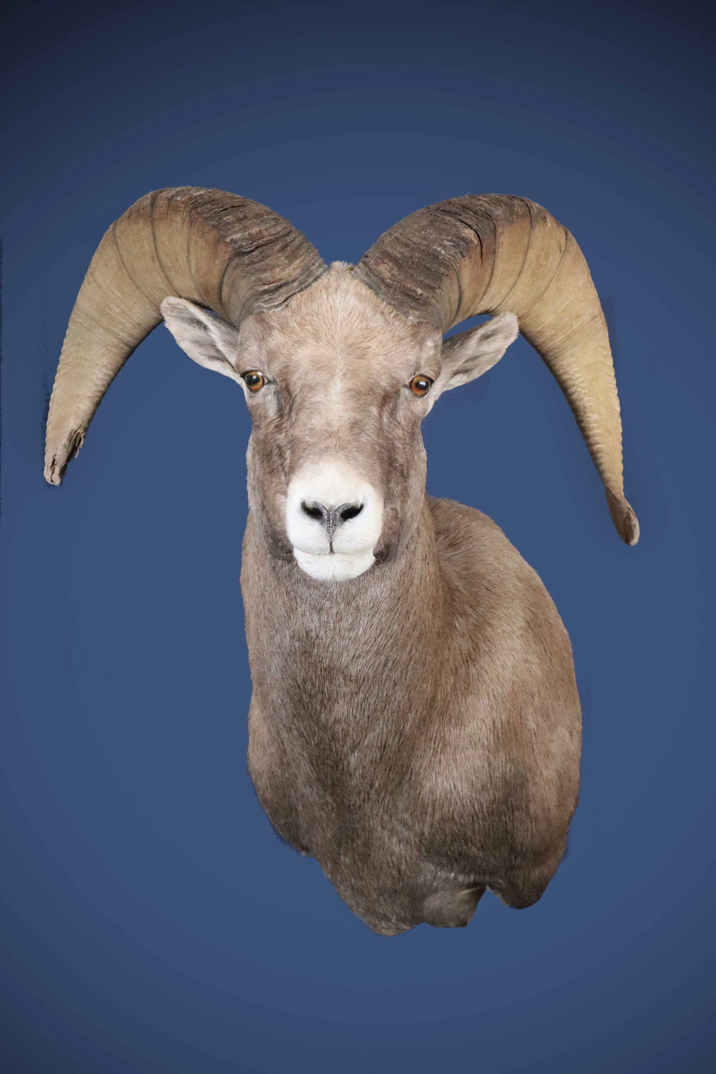 Best Utah Bighorn Sheep Taxidermy