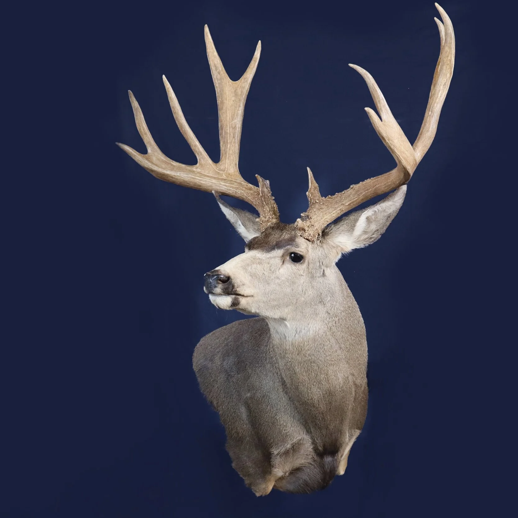 Big Muley Buck Taxidermy