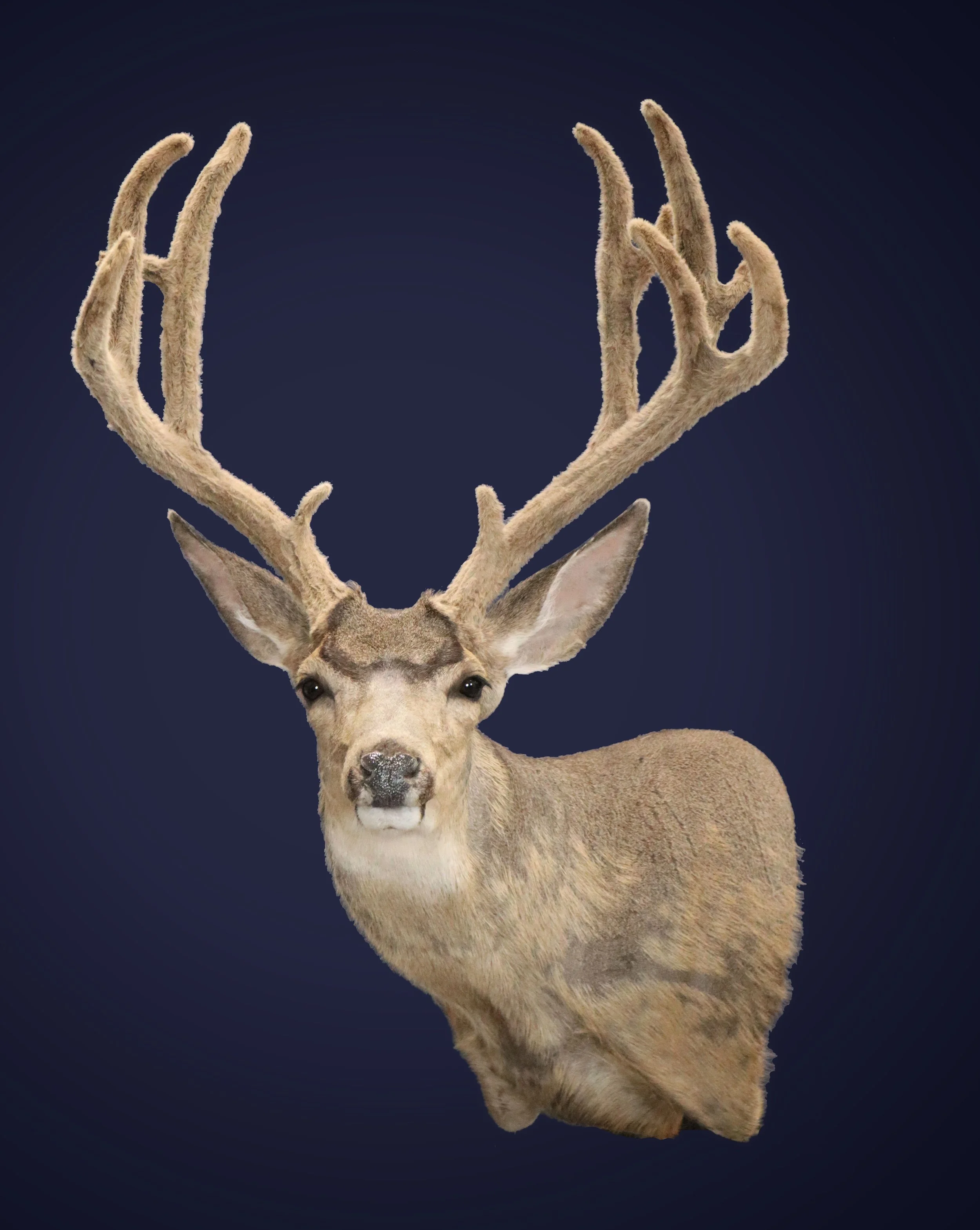 Velvet Mule Deer Taxidermy Utah Archery