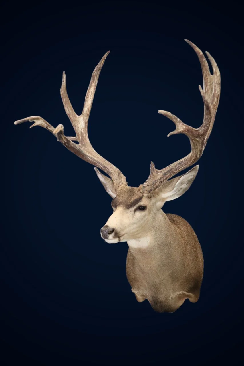 Sonora Muley.jpg