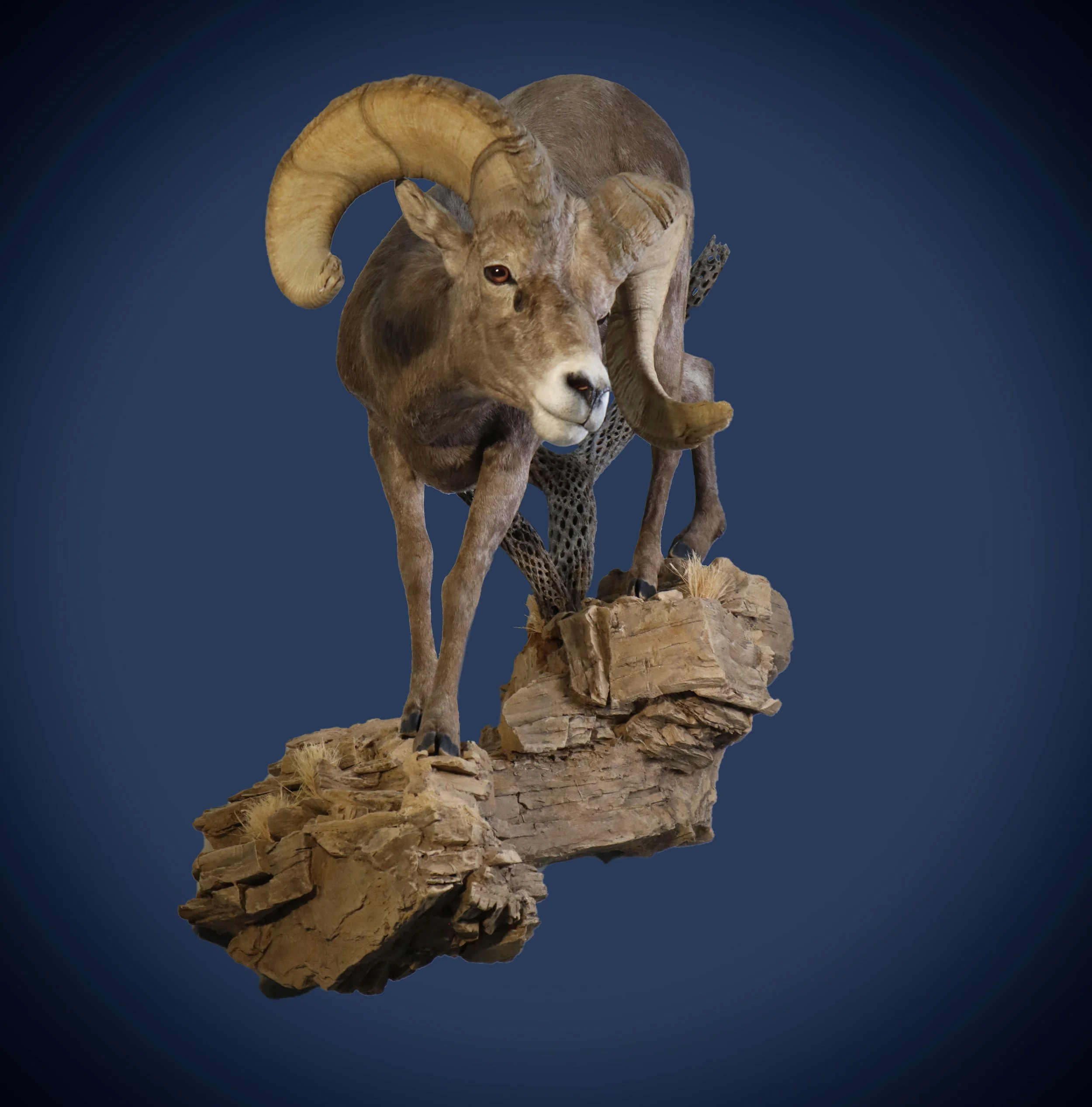 A mounted mountain goat sculpture with large curved horns standing on a rock formation against a dark blue background.