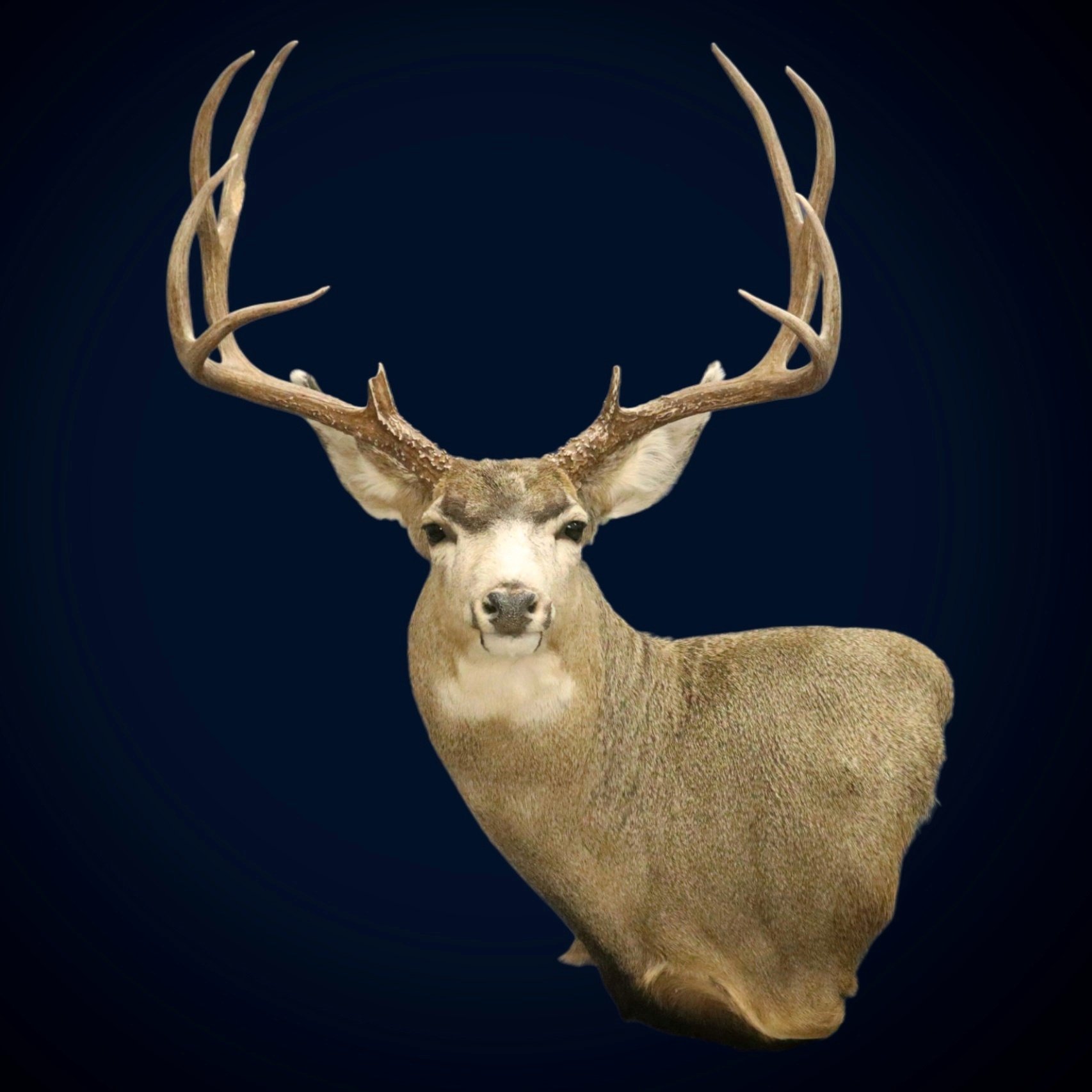 Utah Mule Deer Taxidermy.jpg