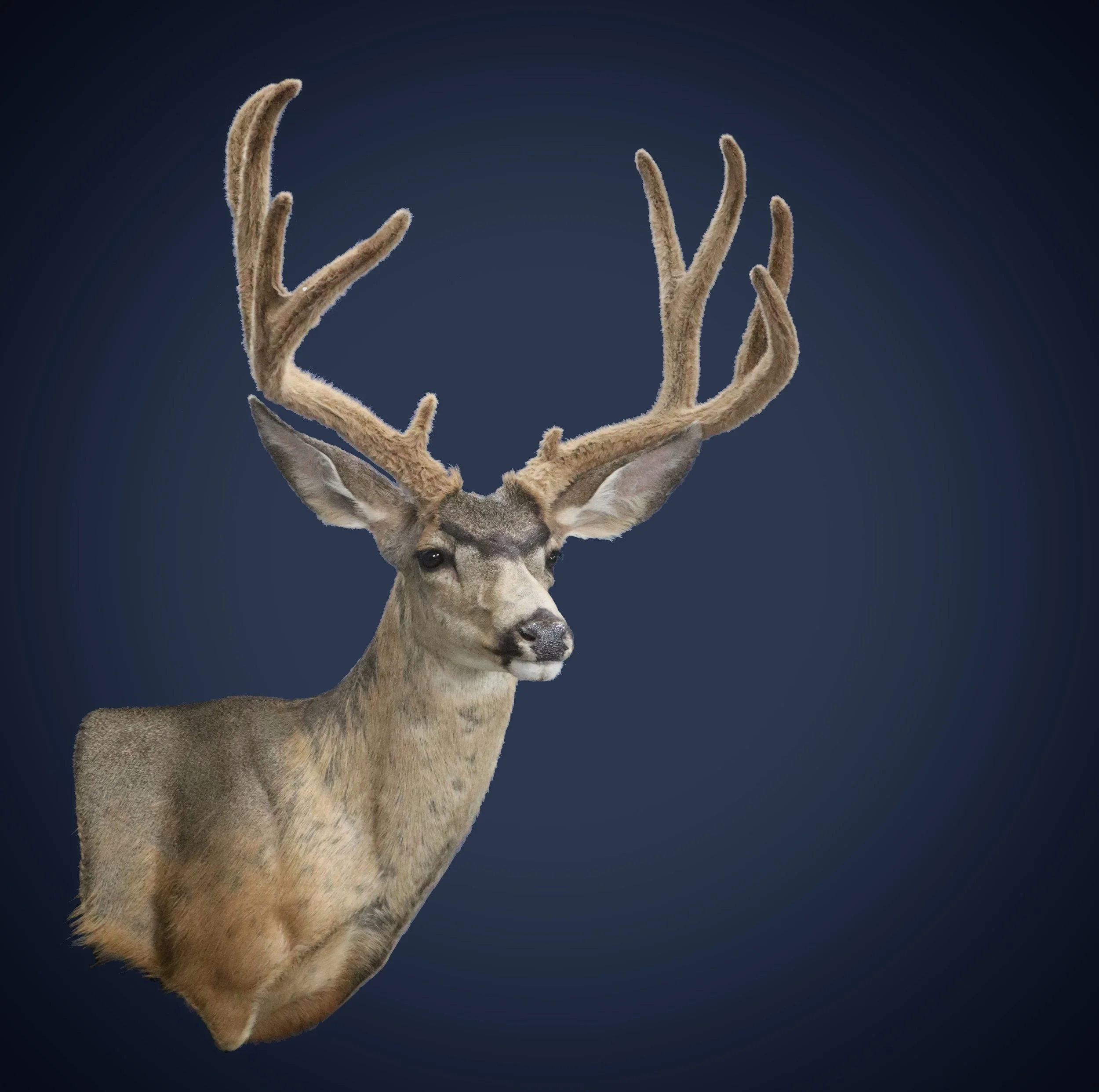 Best Archery Mule Deer Taxidermist