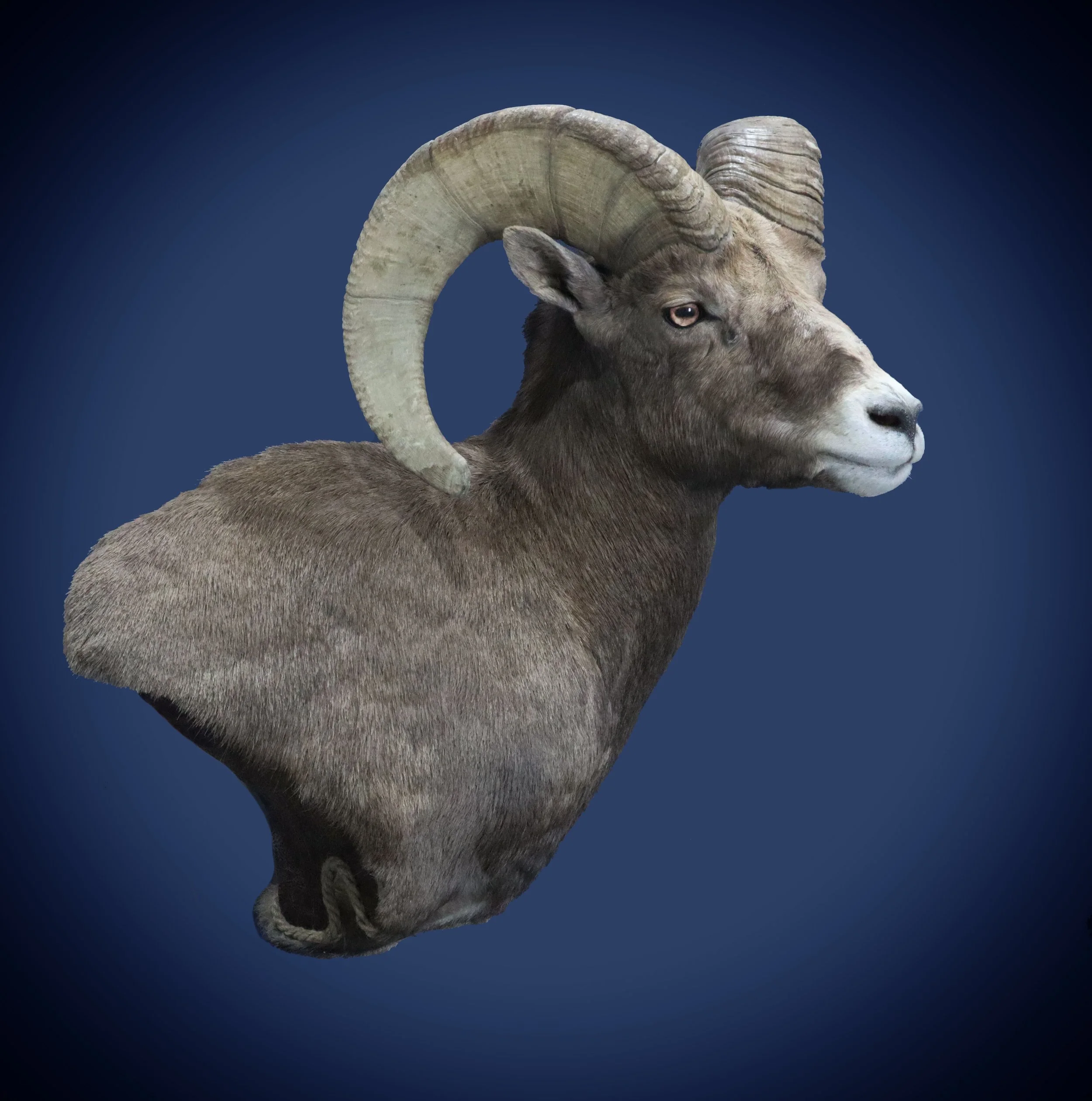 A digitally manipulated animal with the body of a goat and the head of a ram, sitting against a dark blue background.