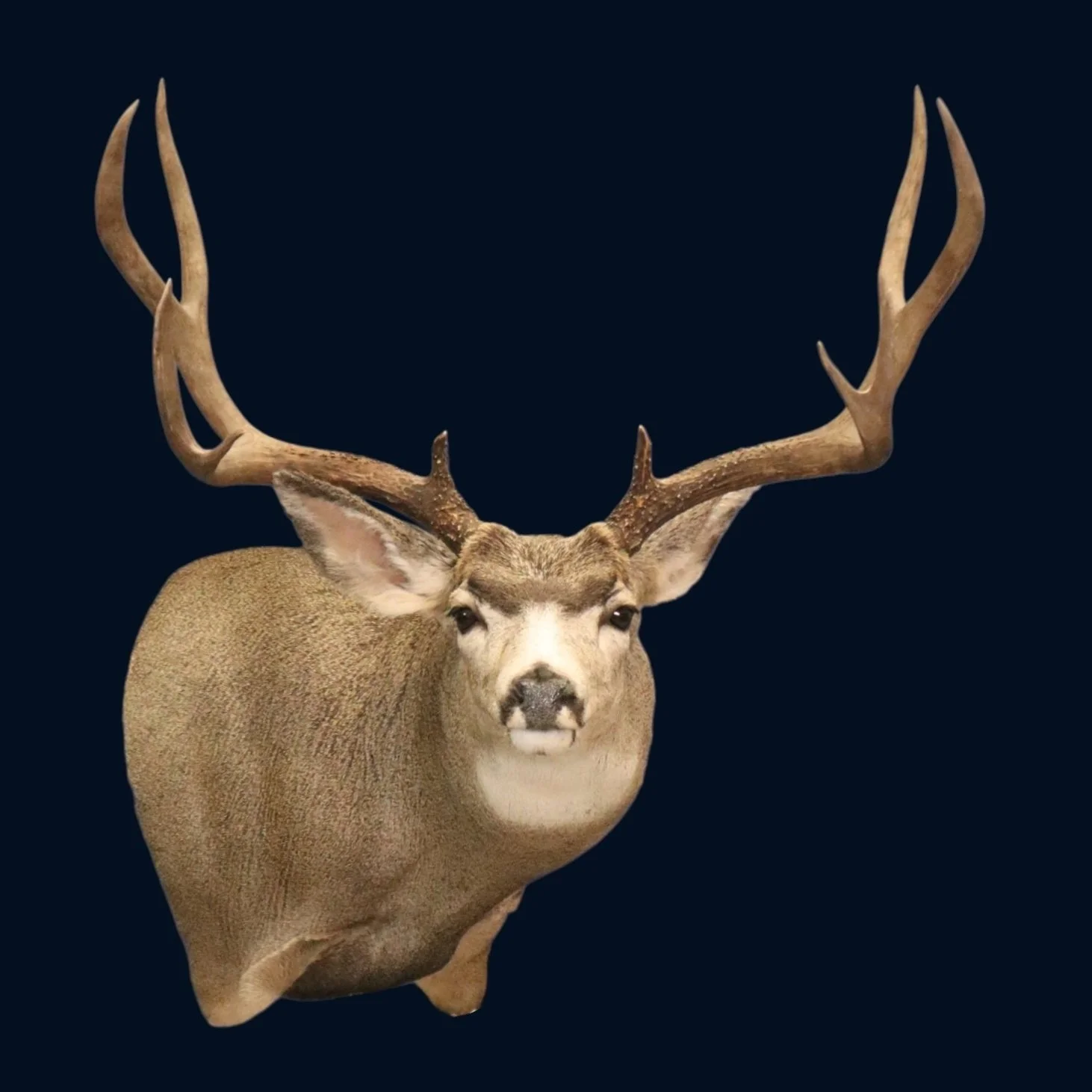 Wide Utah Mule Deer.jpeg