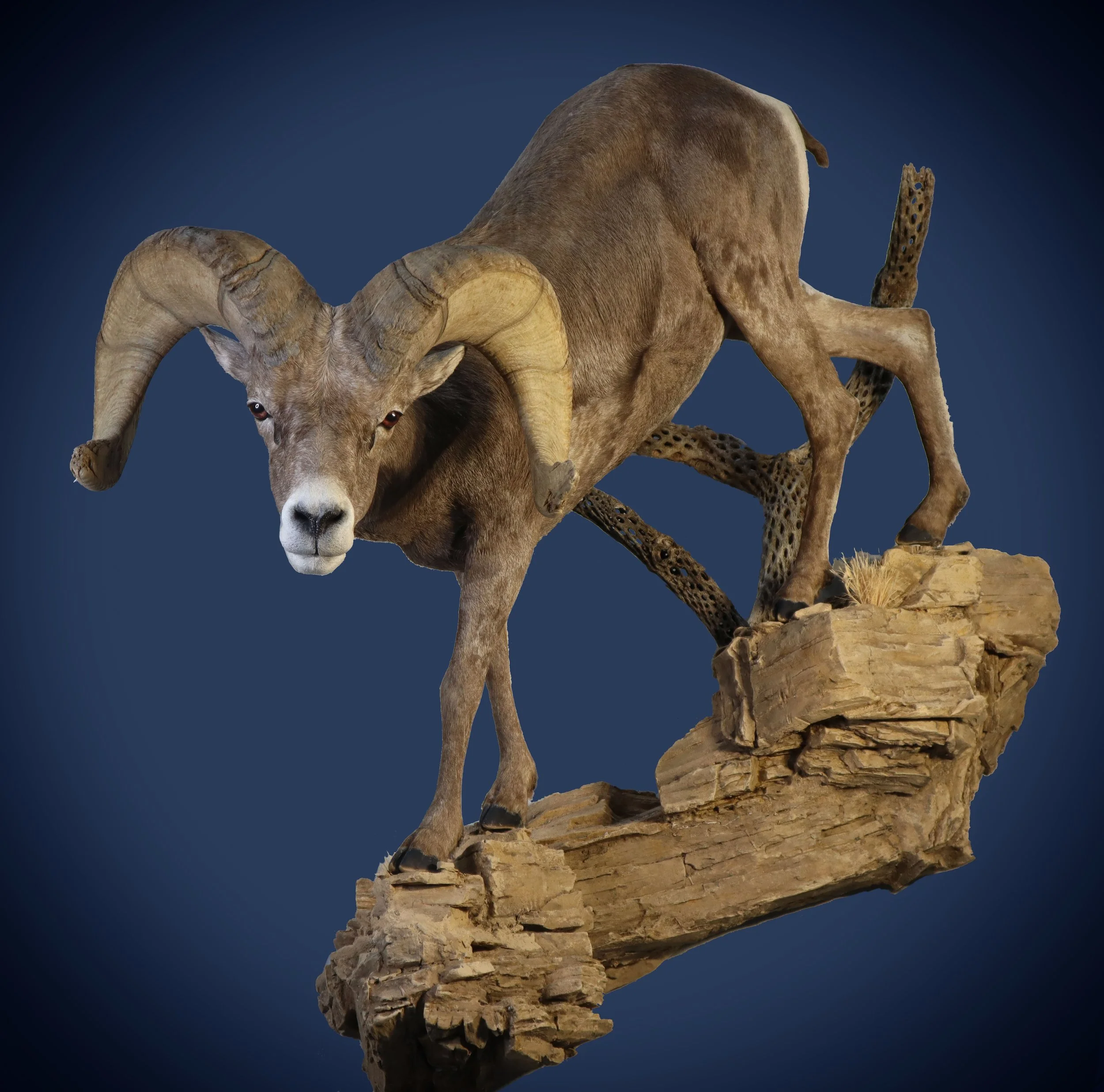A mountain goat with large curled horns standing on a rocky outcrop against a dark blue background.