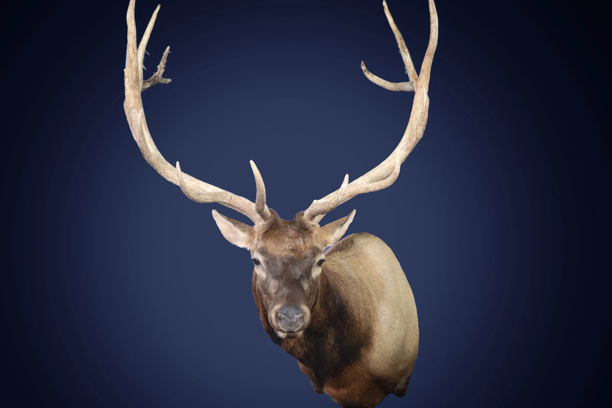 A brown elk with large, branching antlers against a dark blue background.