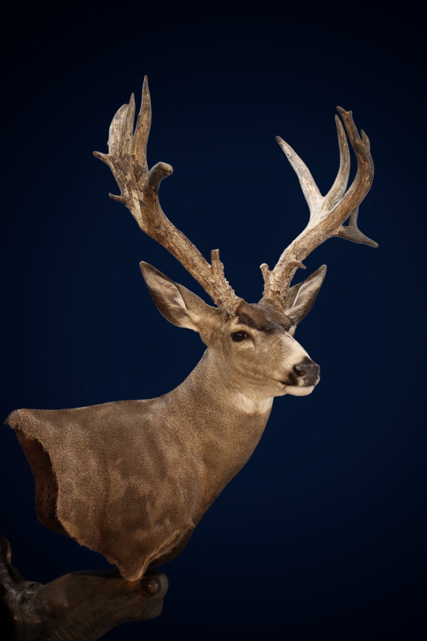 Sonora Mule Deer Taxidermy.jpg
