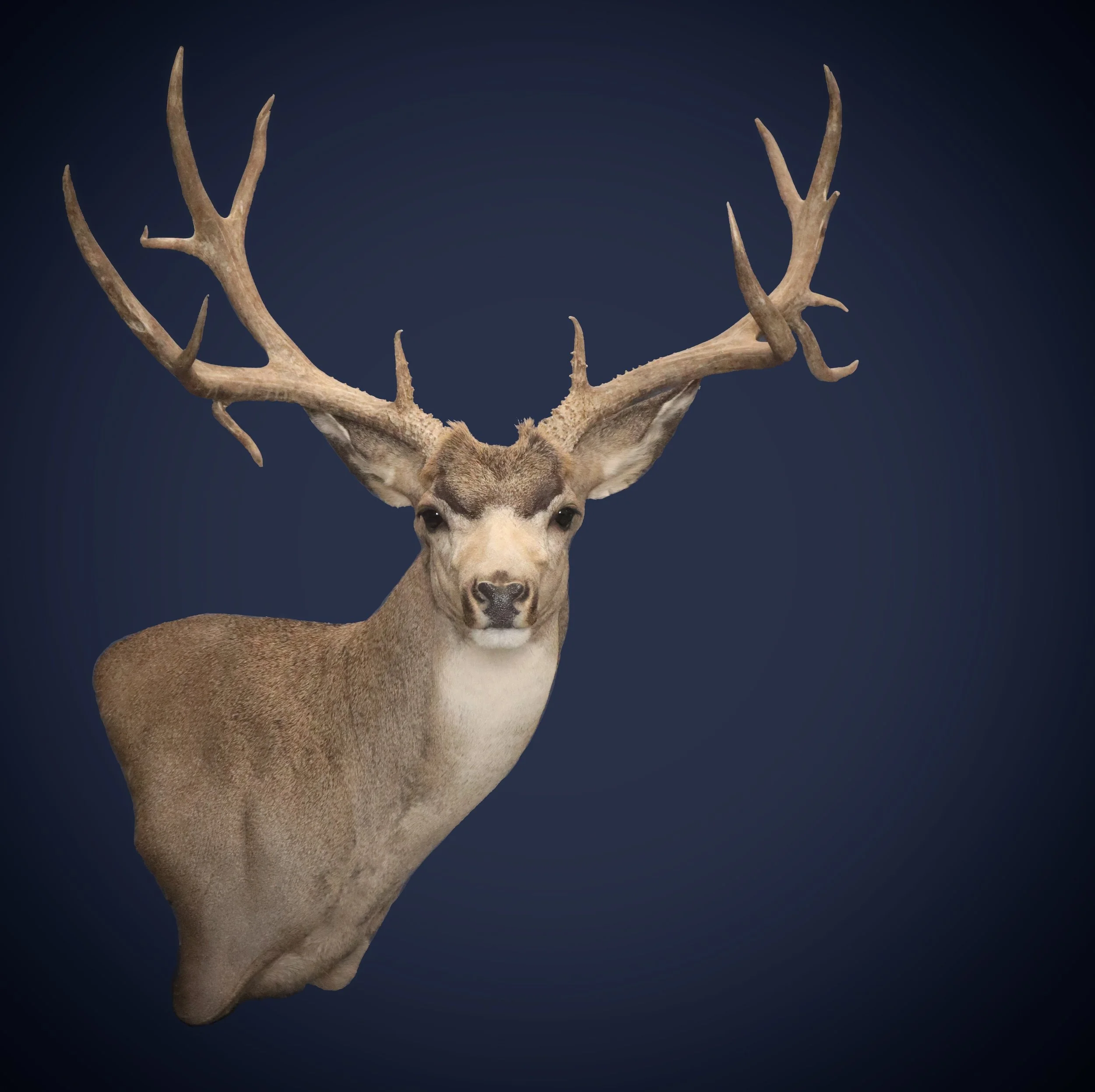 Archery Mule Deer Utah Taxidermy