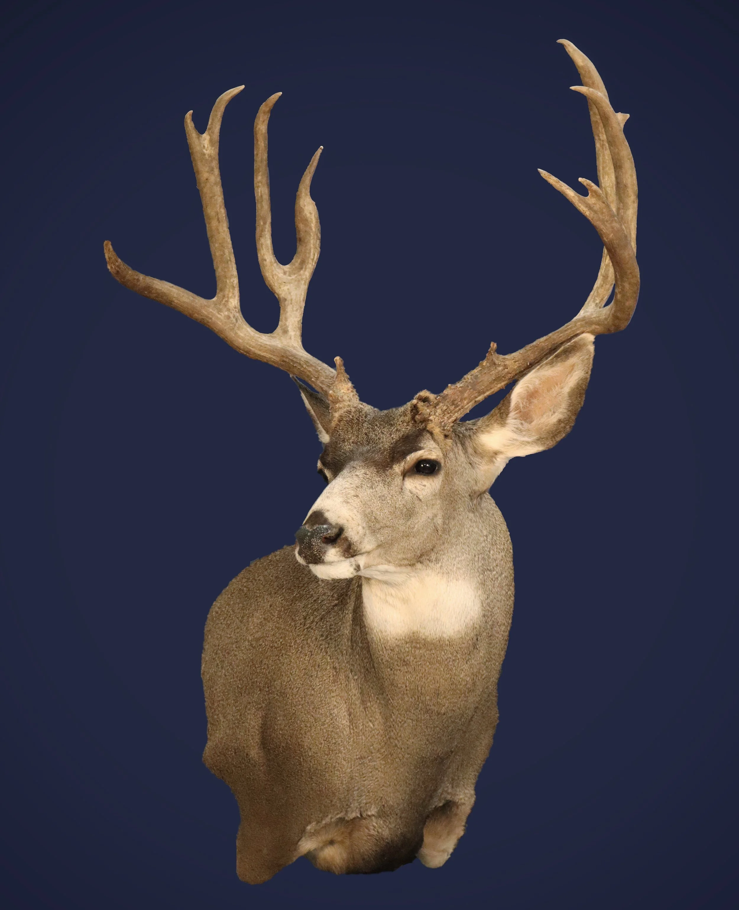 Mature Mule Deer Buck Taxidermy