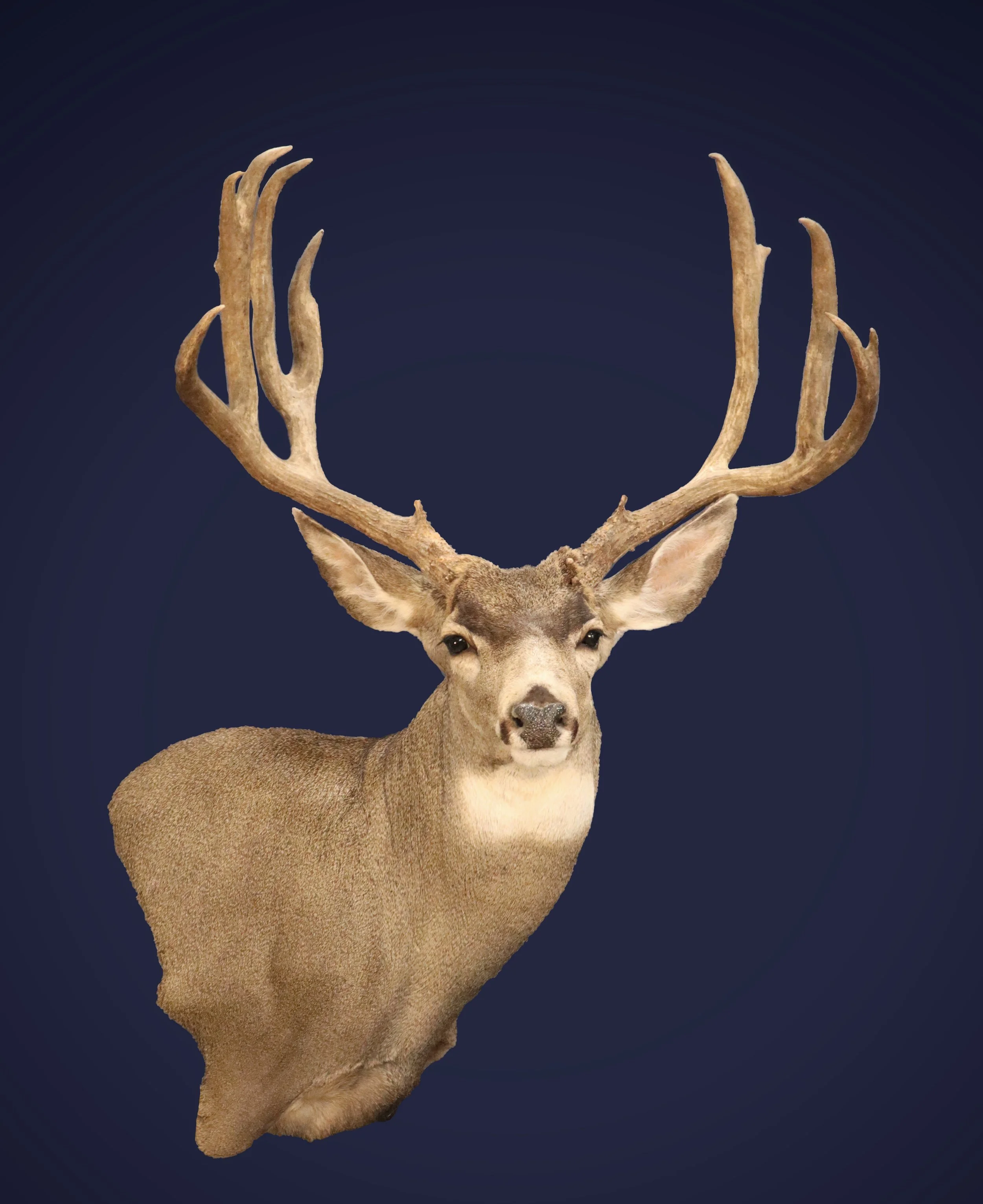 Muzzleloader Mule Deer Taxidermy Utah