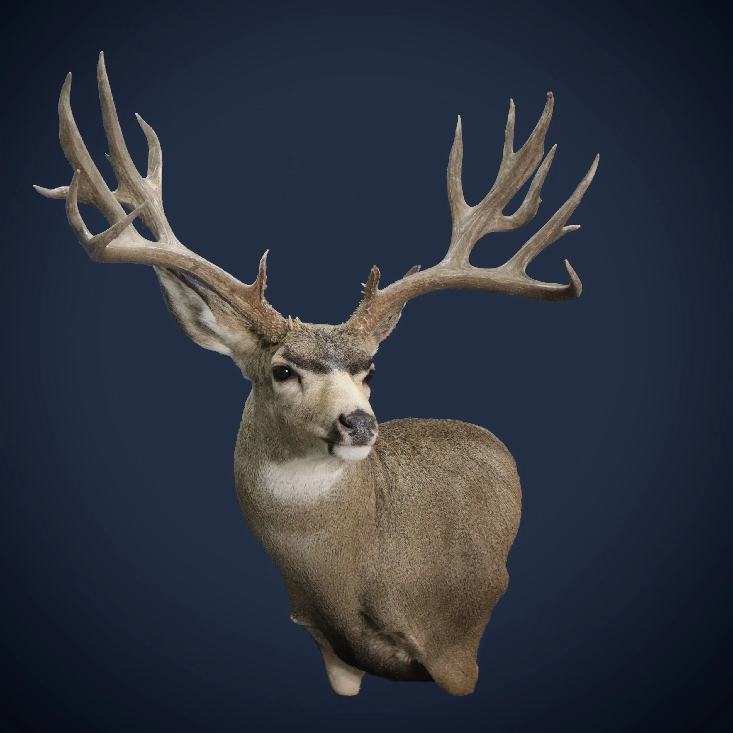Arizona Strip Mule Deer Taxidermy Mount