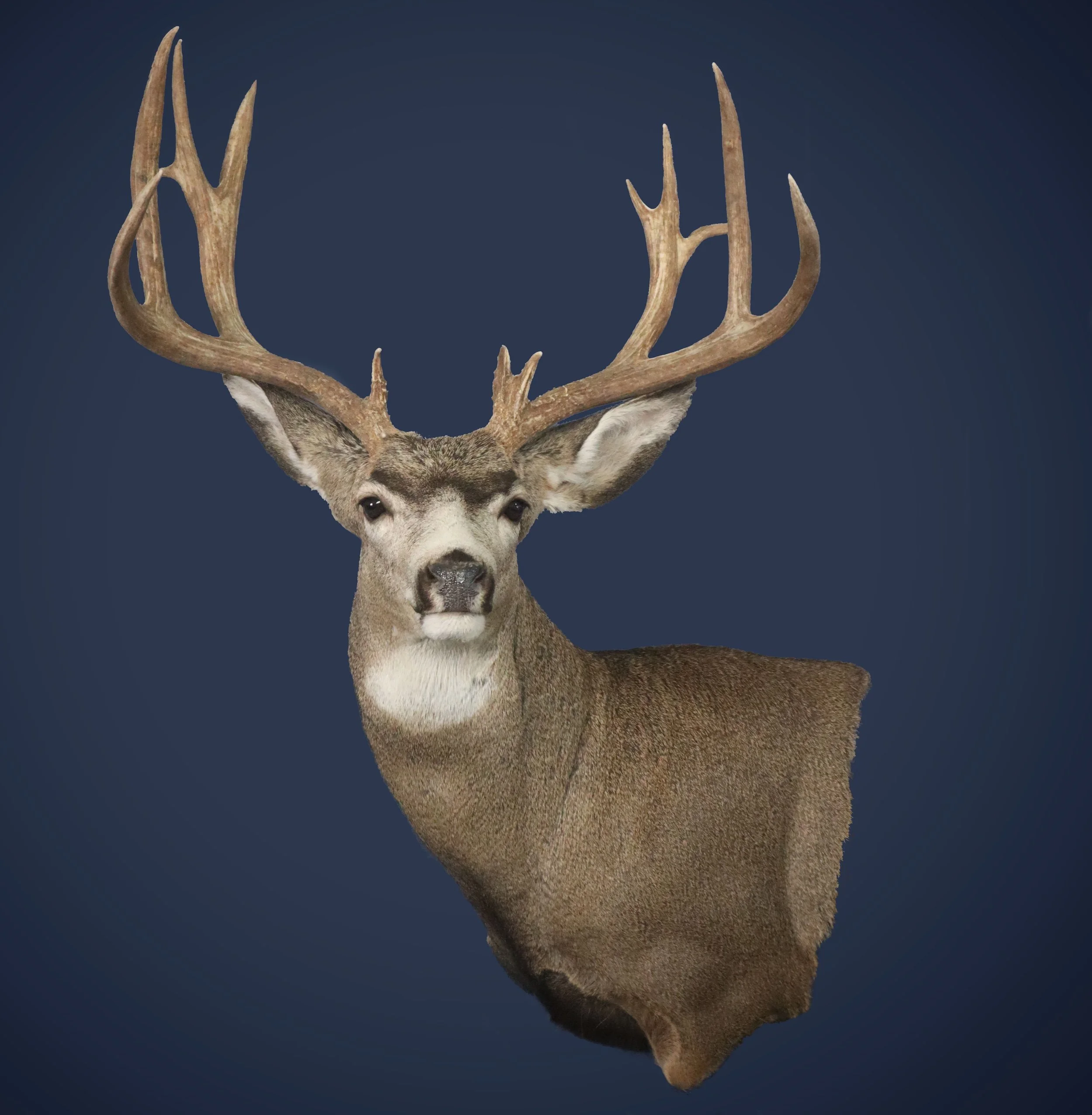 Wall Pedestal Mule Deer Taxidermy