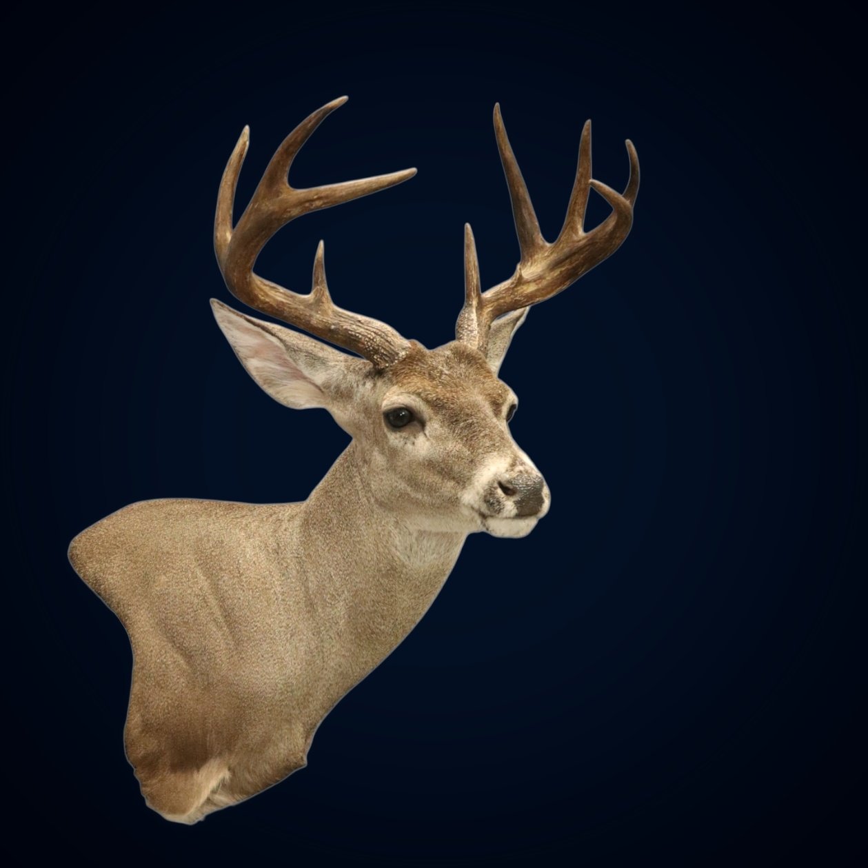 Coues Whitetail Taxidermy.jpg