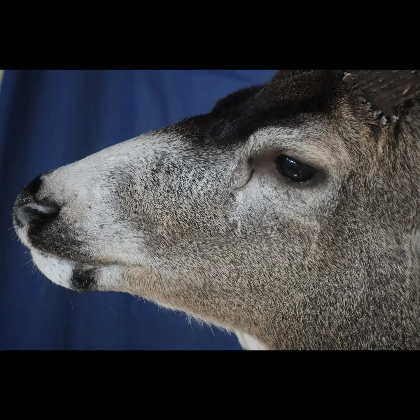 Up Close Taxidermy Mule Deer