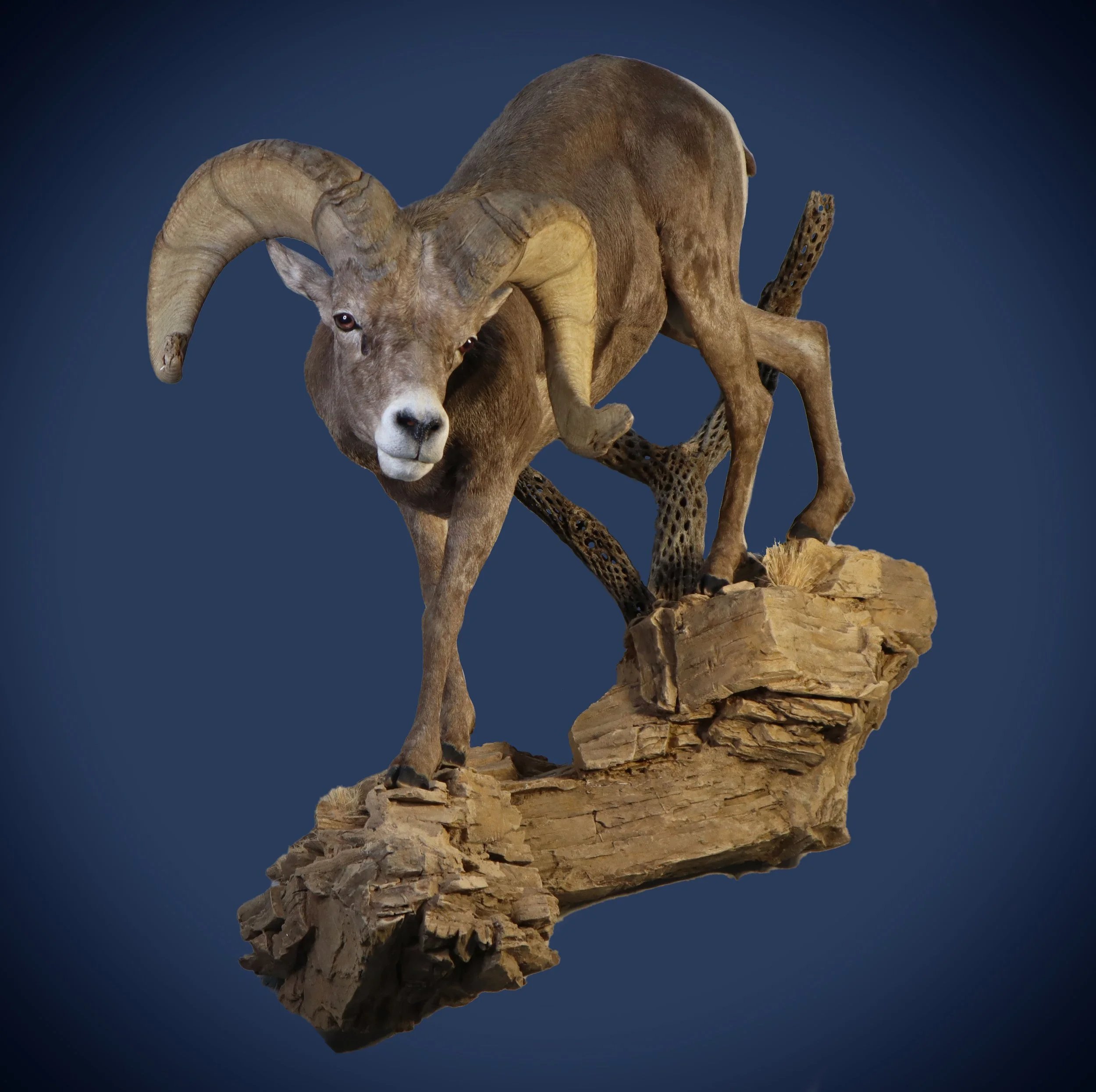 A taxidermy mount of a mountain goat with large curved horns, standing on a piece of rock, against a dark blue background.