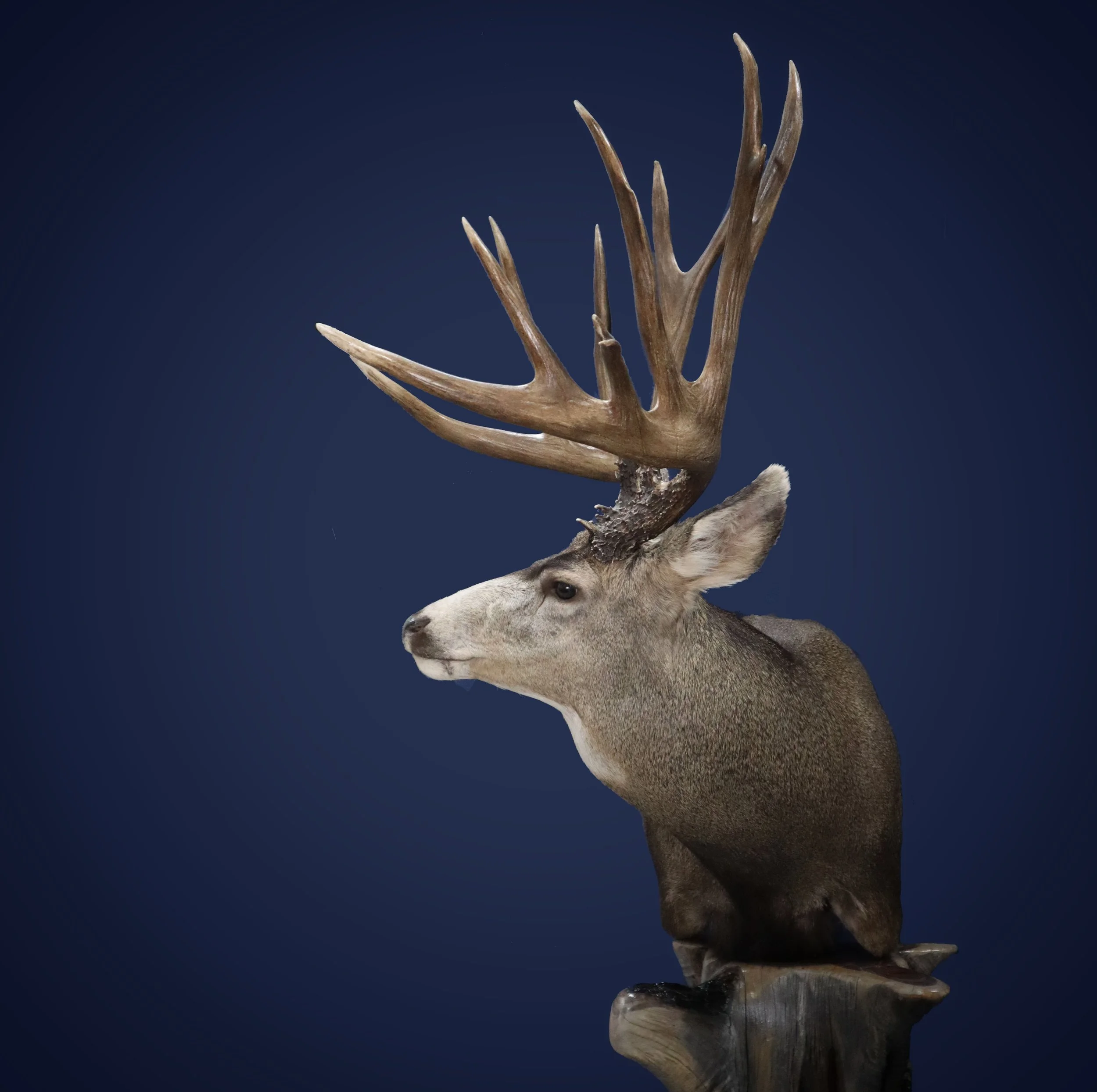 Archery Late Season Mule Deer Utah