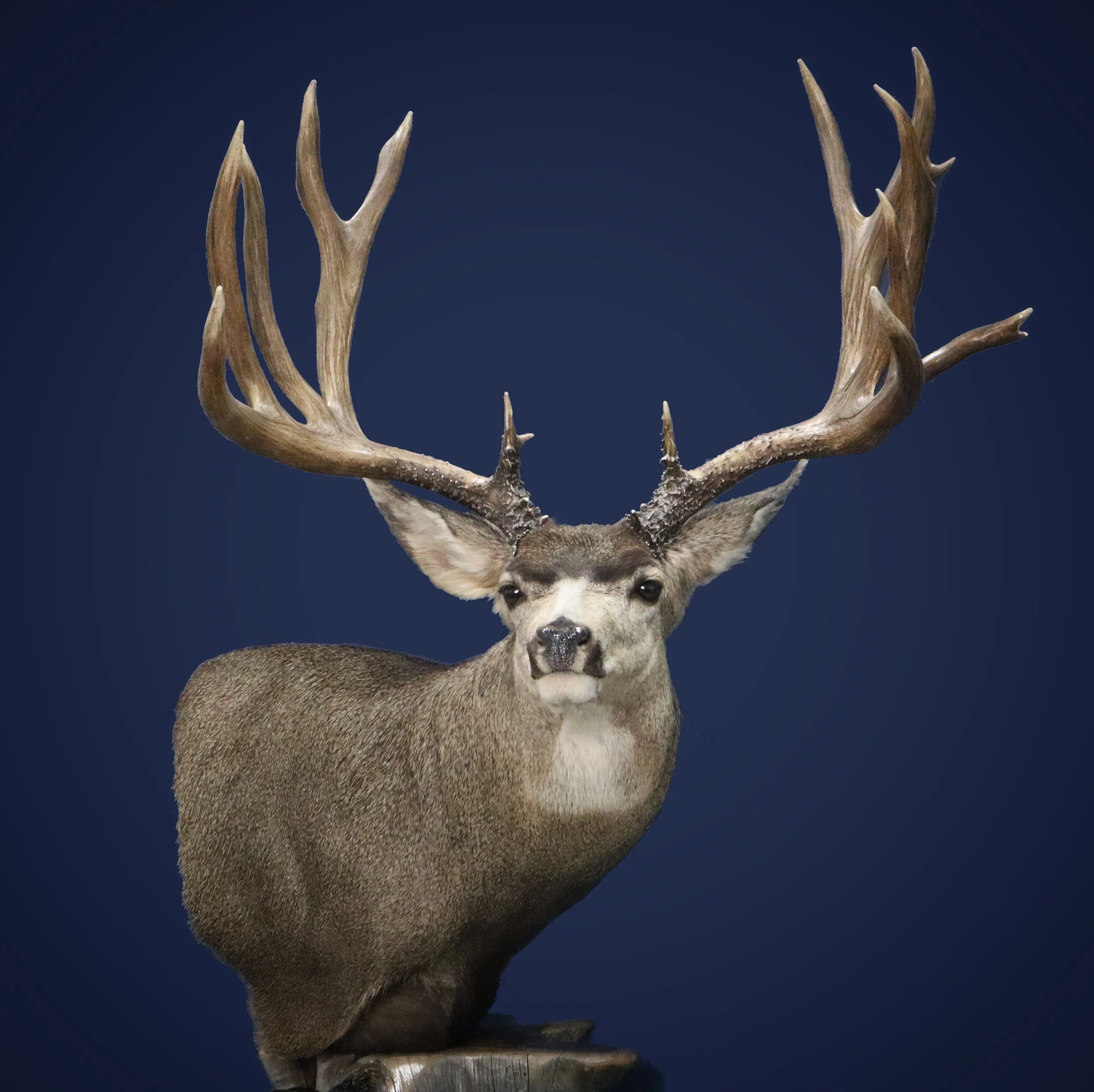 Best Mule Deer Taxidermy