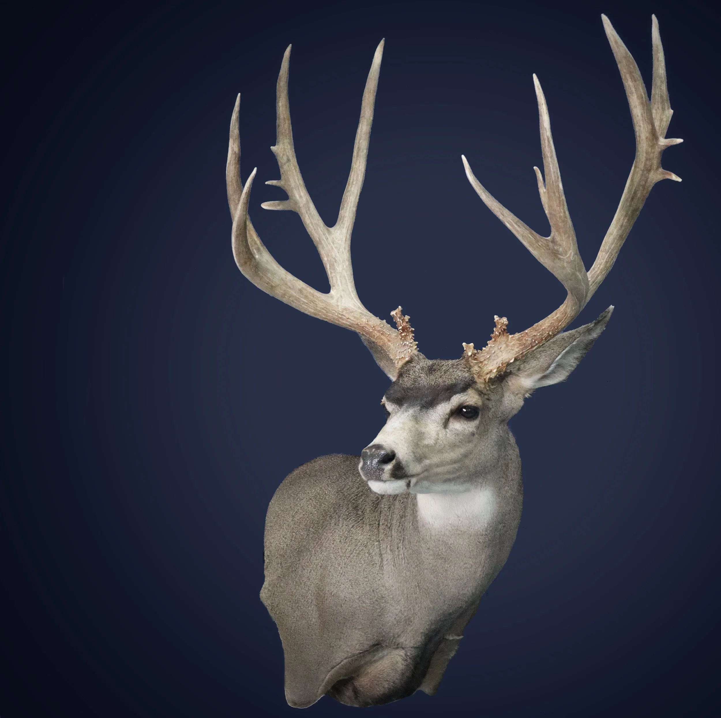 Big Muzzy Mule Deer Taxidermy