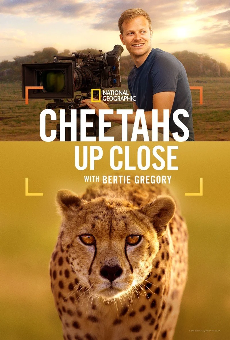 Promotional poster for a National Geographic documentary titled 'Cheetahs Up Close' hosted by Bertie Gregory, featuring a man with a camera and a close-up of a cheetah
