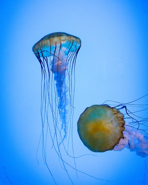 Jellyfish 2 - 10x8.jpg